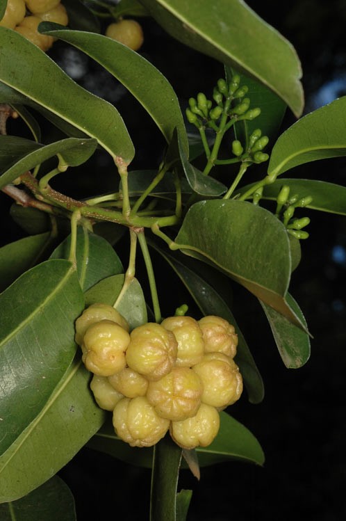 Acronychia imperforata: fruit