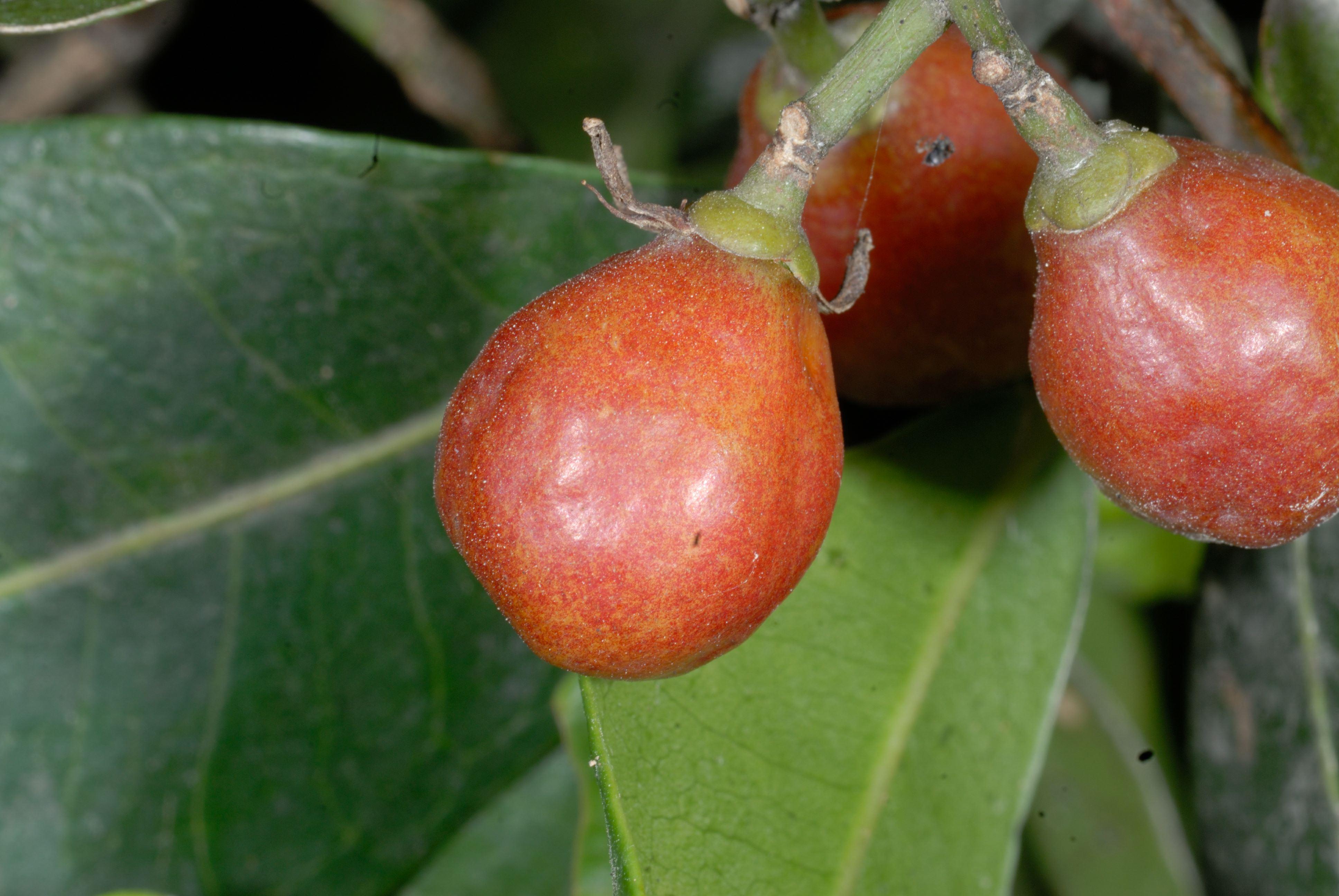 Acronychia imperforata: fruit close up