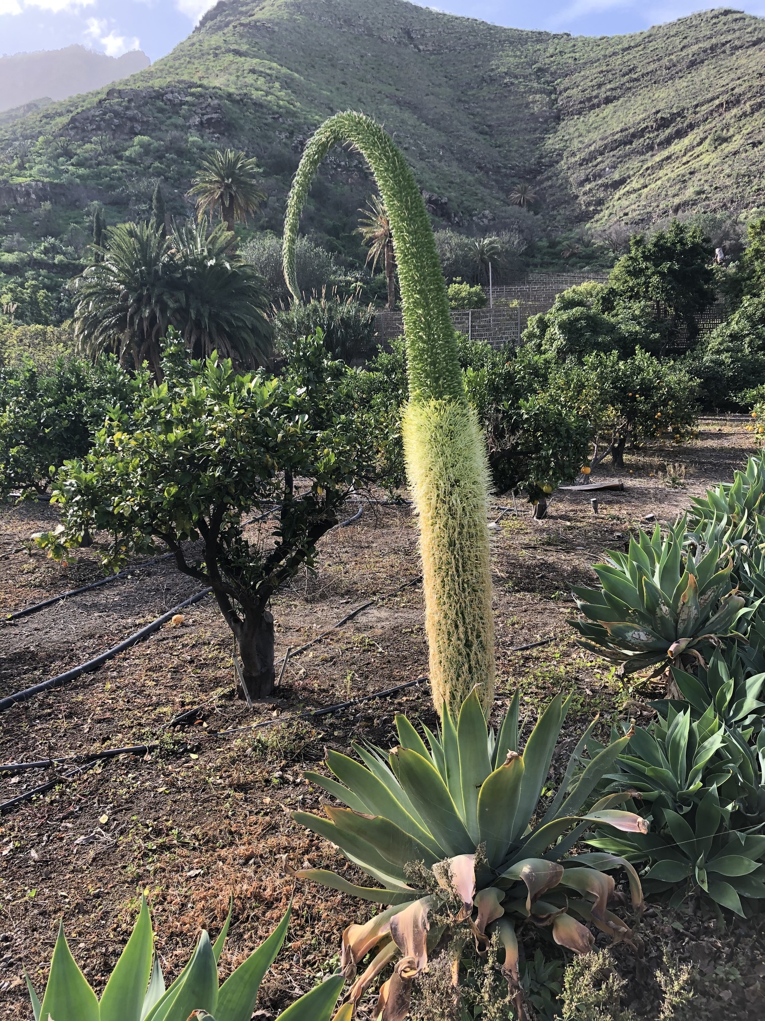 Agave attenuata: closeup flower