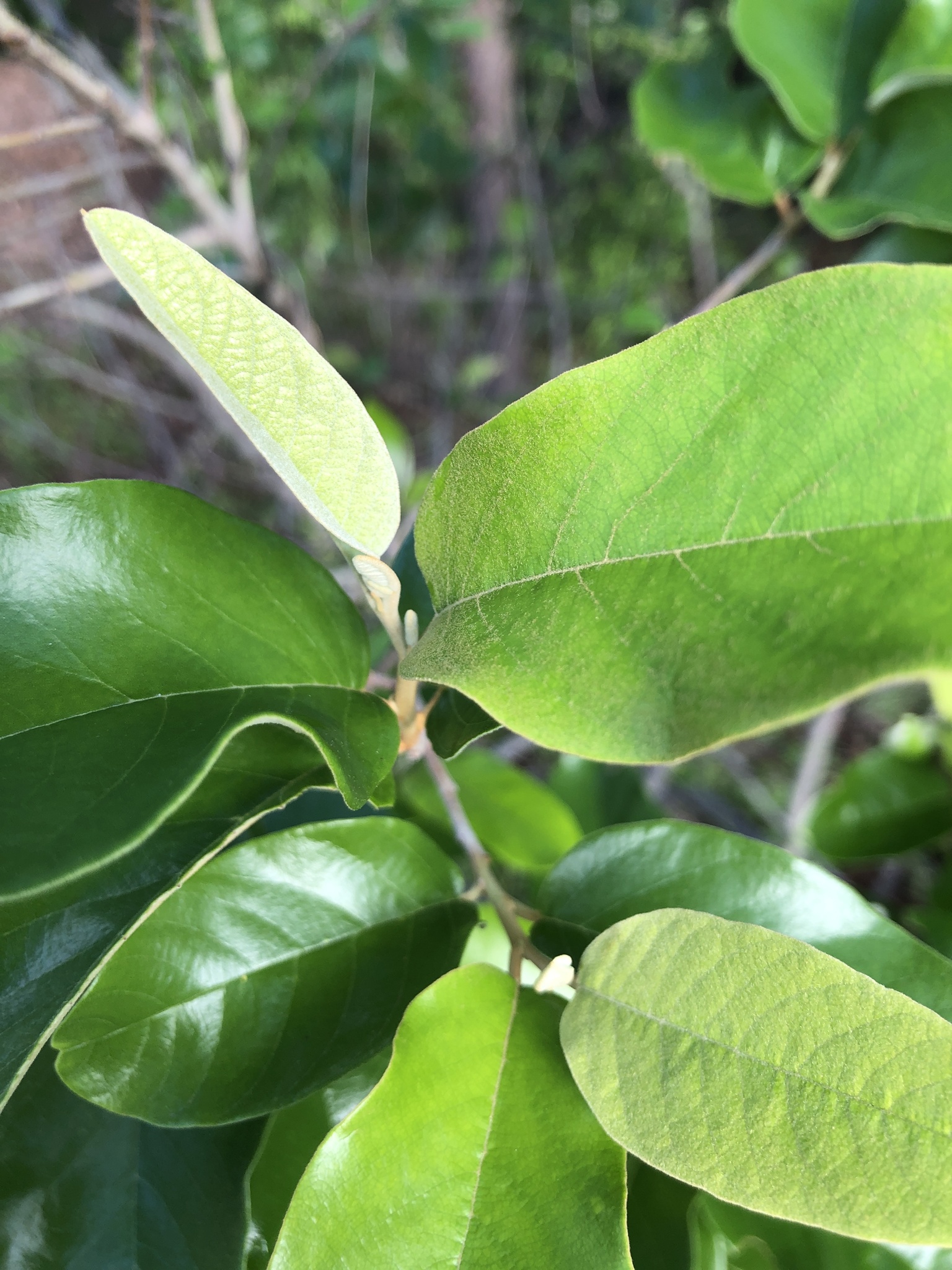 Alphitonia excelsa: leaves