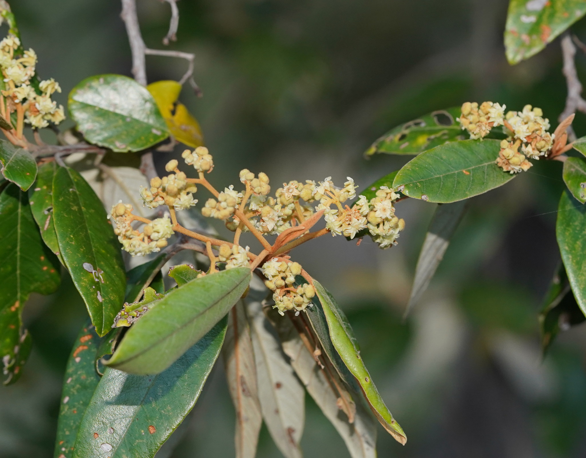 Alphitonia excelsa: flowers
