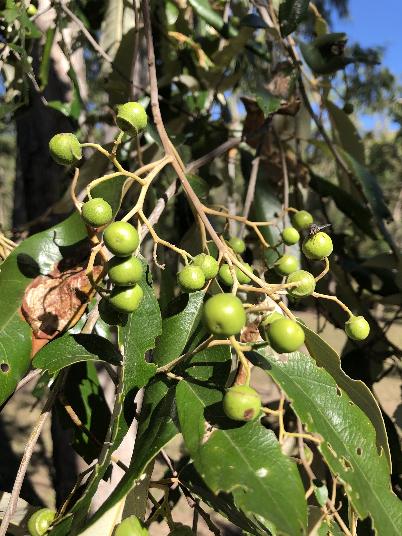 Alphitonia excelsa: fruit