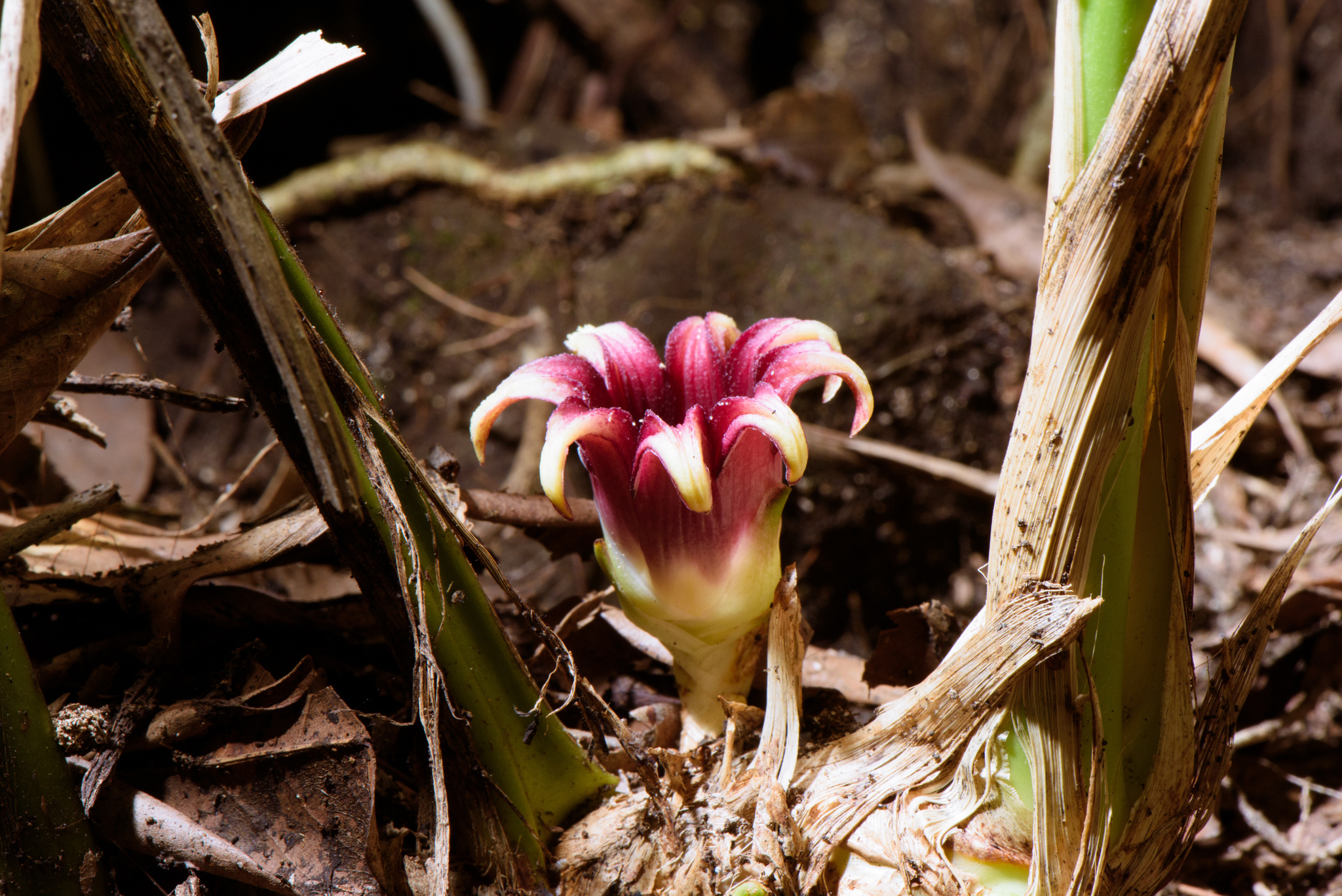 Aspidistra elatior: side view of flower