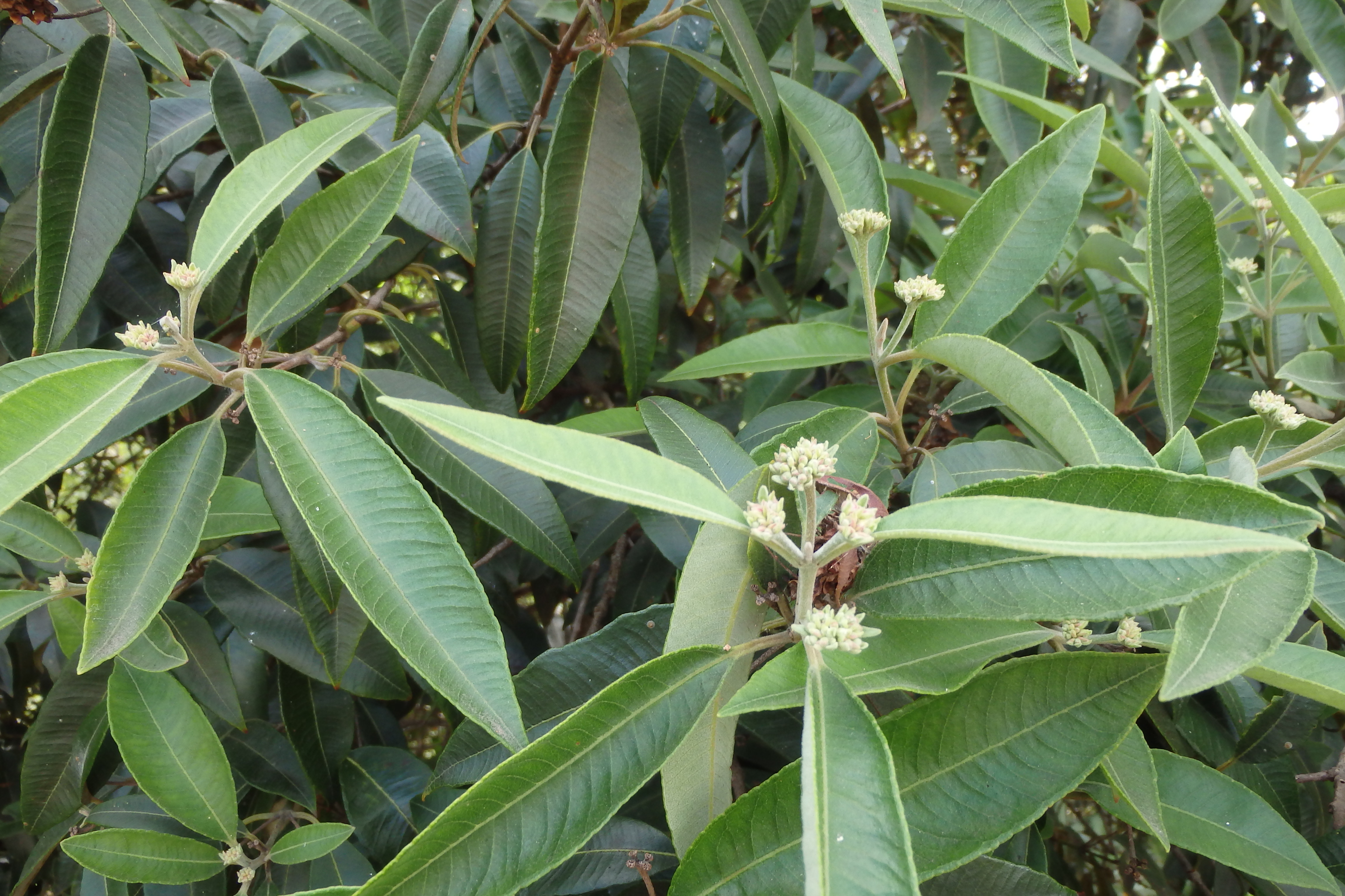 Backhousia citriodora: close up of leaves with flower buds