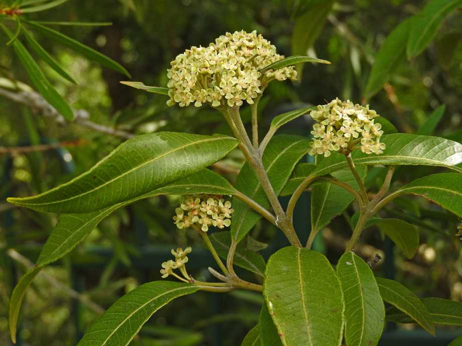 Backhousia citriodora: close up of flowers
