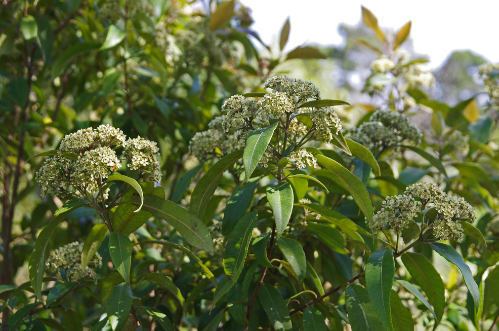 Backhousia citriodora: leaves and flowers