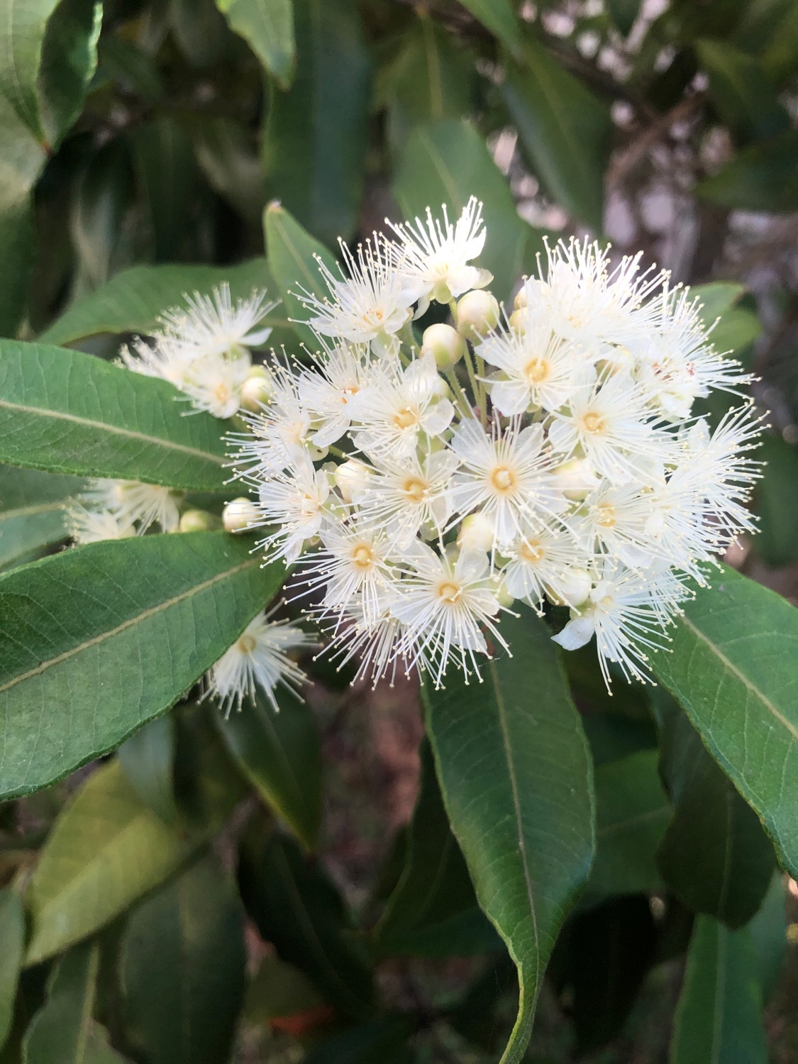 Backhousia citriodora: leaves and flowers