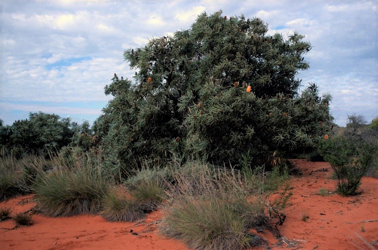 Banksia ashbyi: whole plant