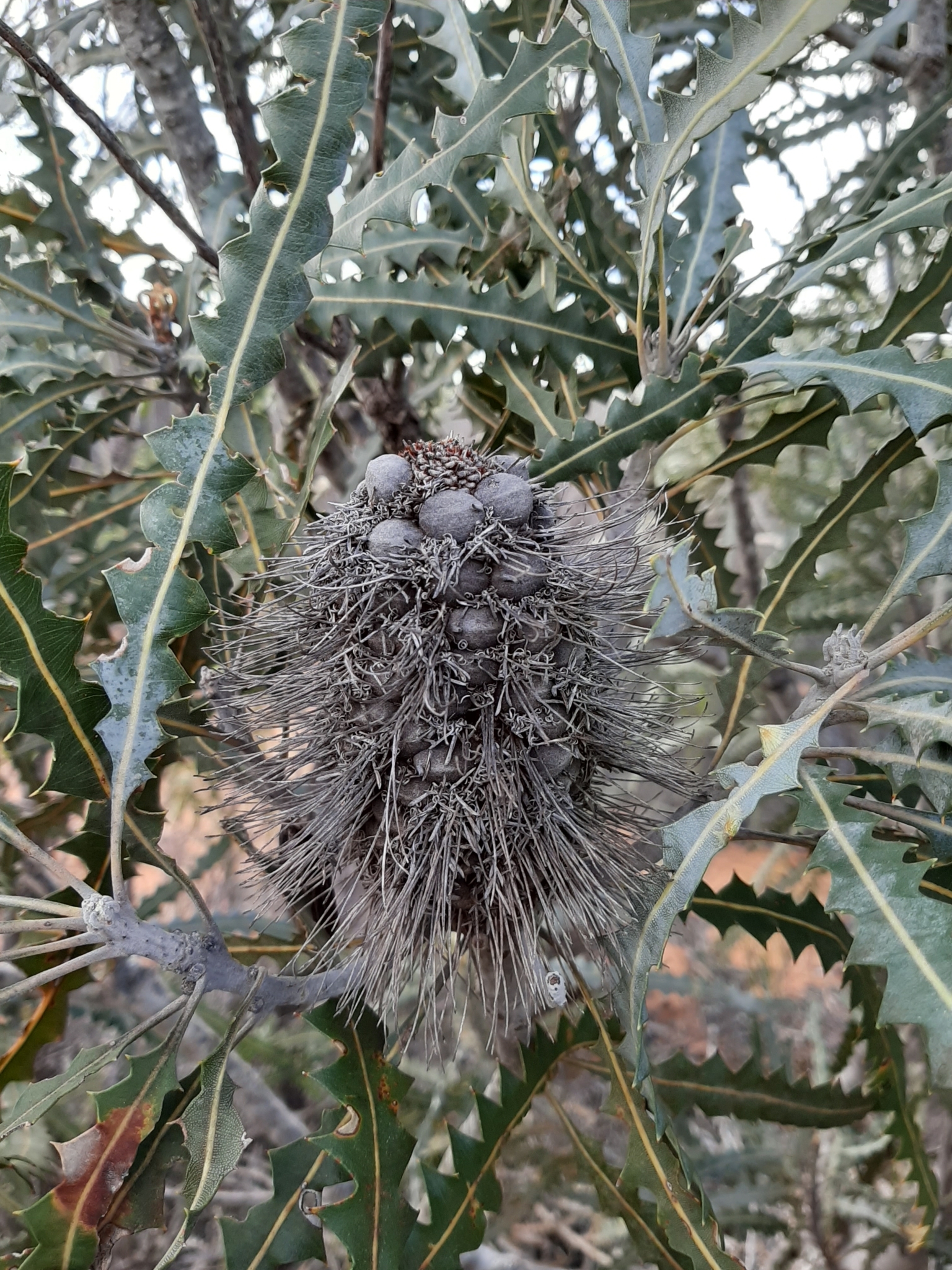Banksia ashbyi: seed pod