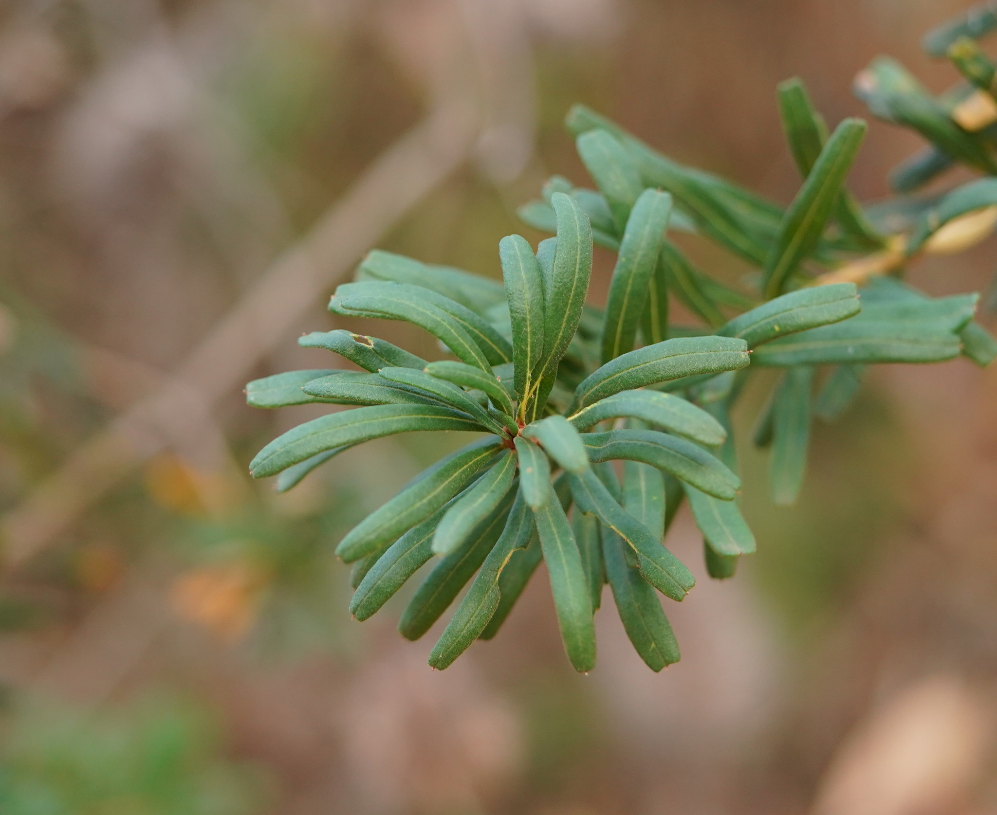 Banksia marginata: close up of leaves