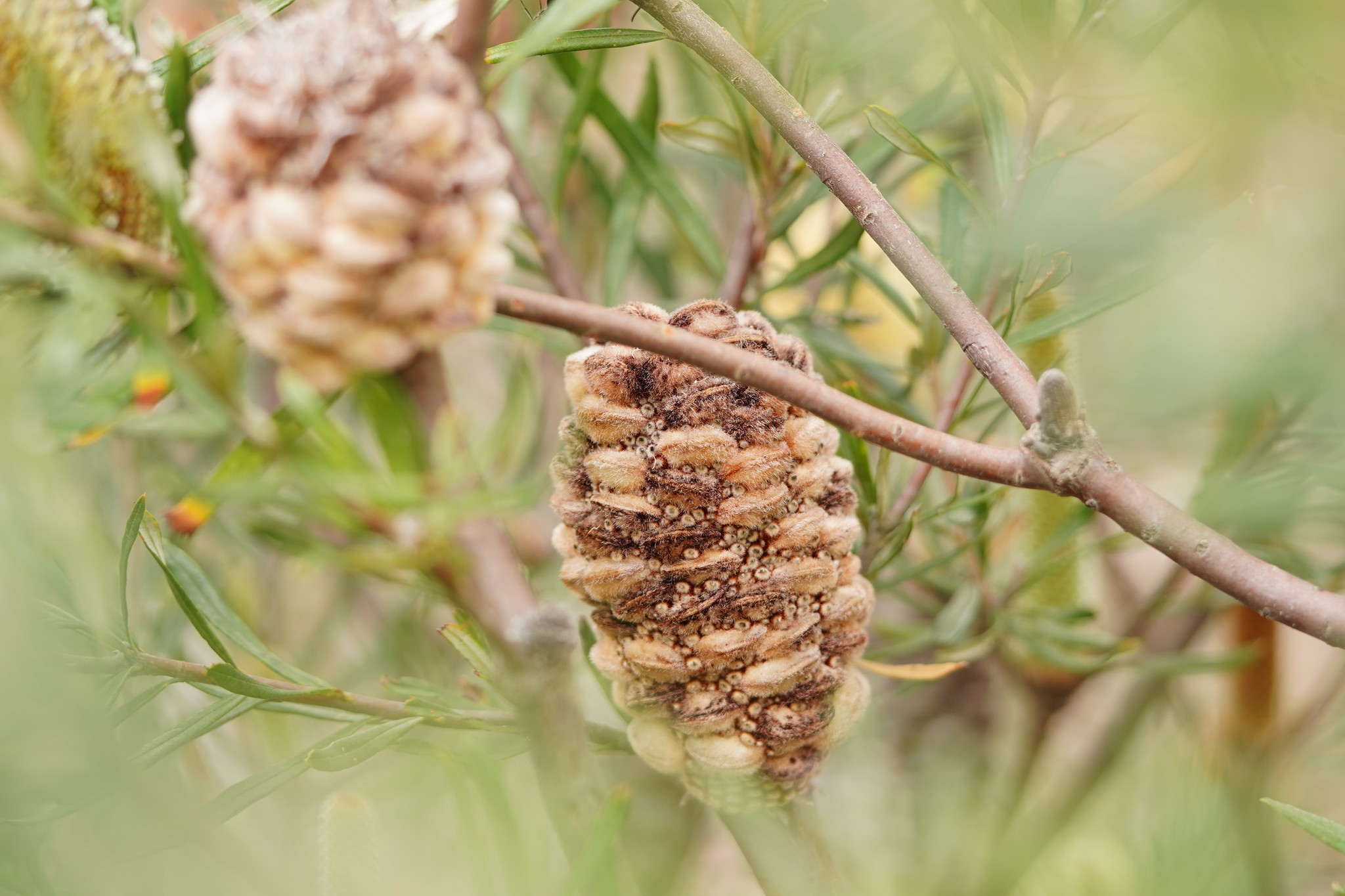 Banksia marginata: seed cone