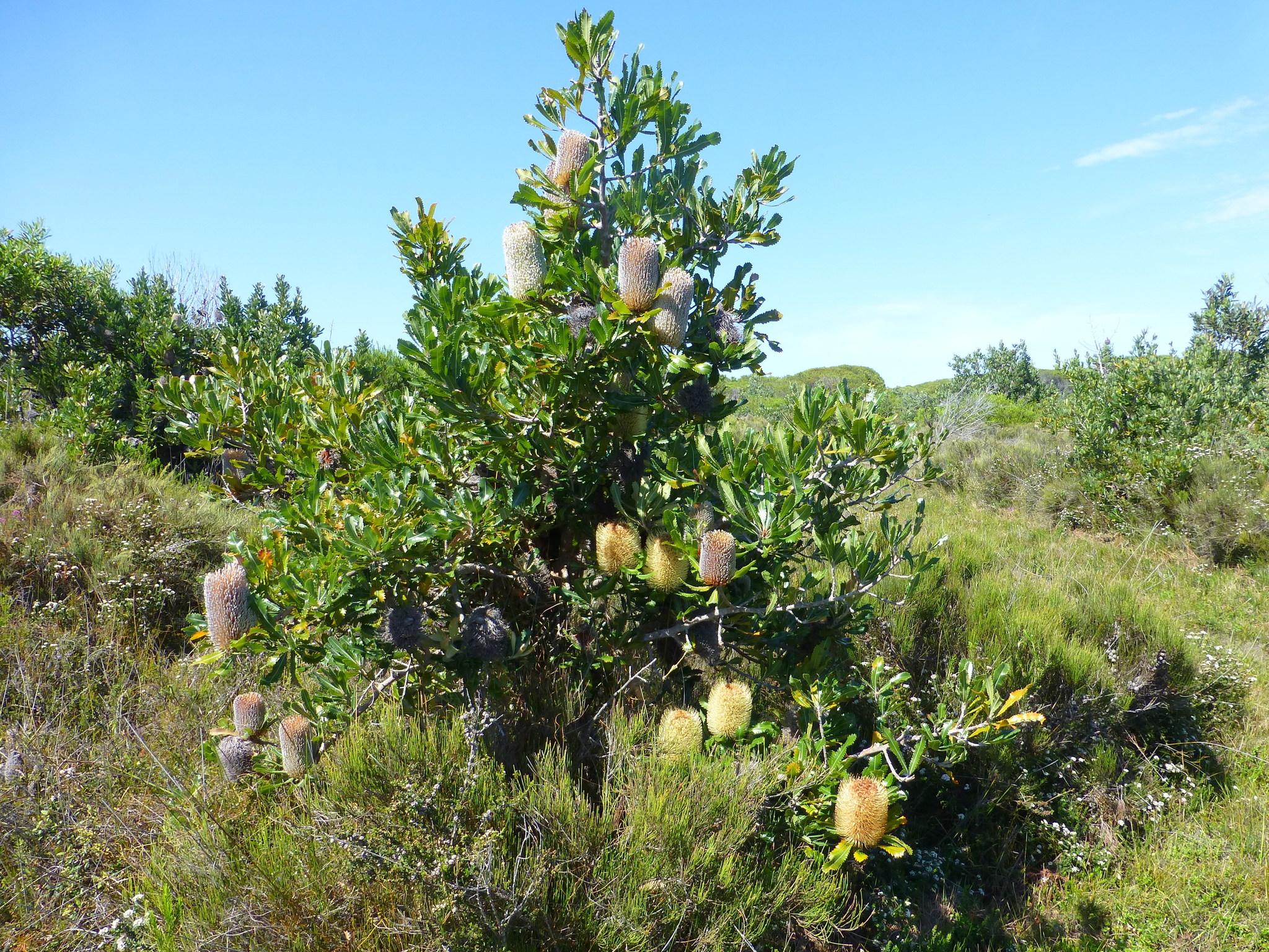 Banksia serrata: small tree