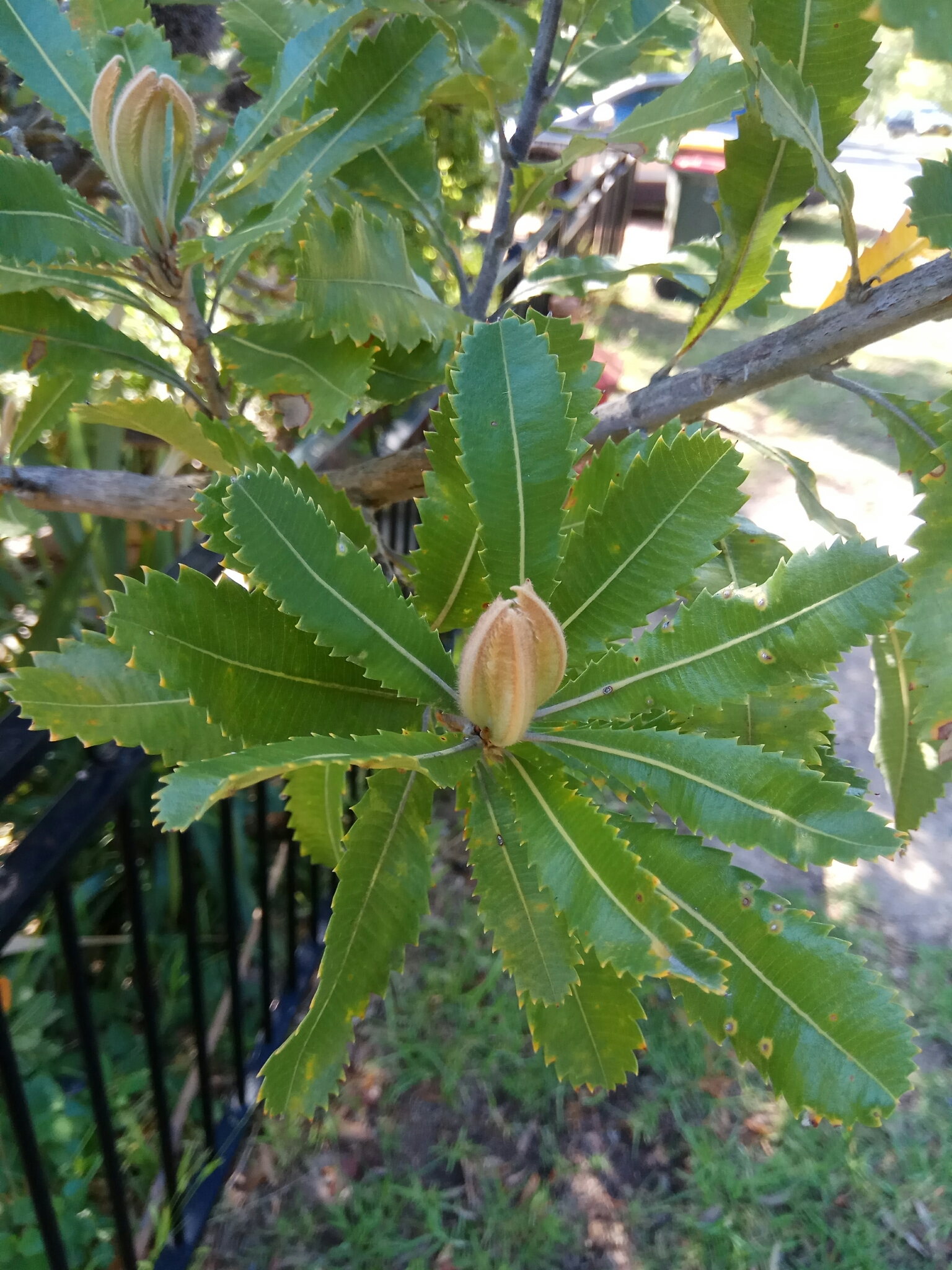 Banksia serrata: young and mature leaves