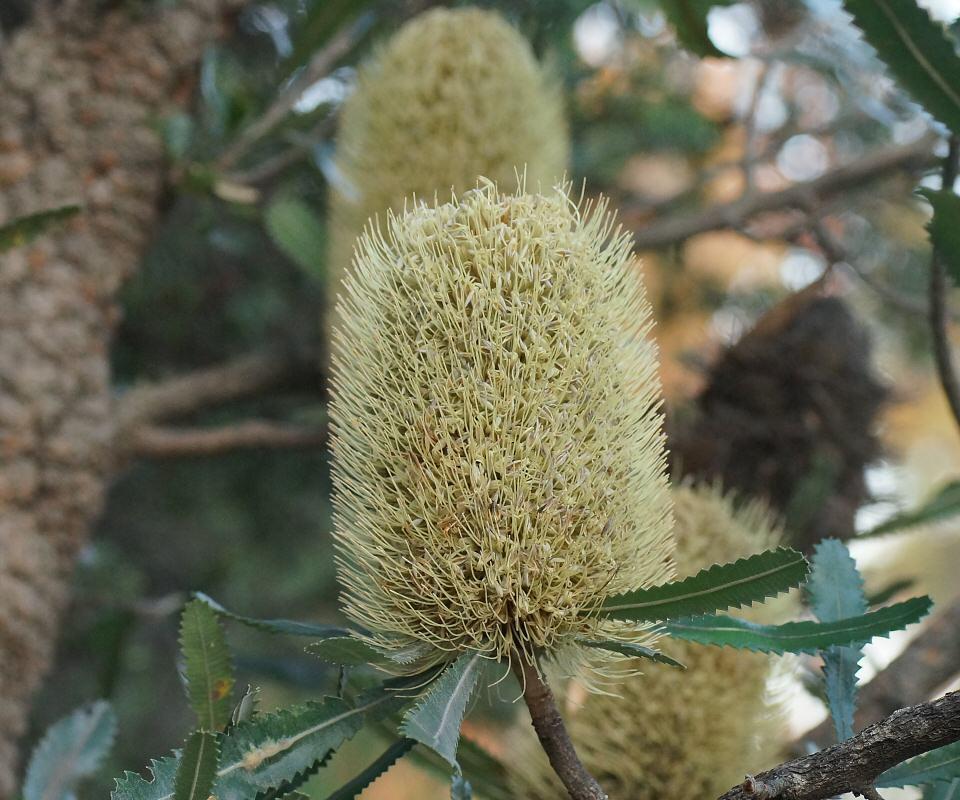 Banksia serrata: flower