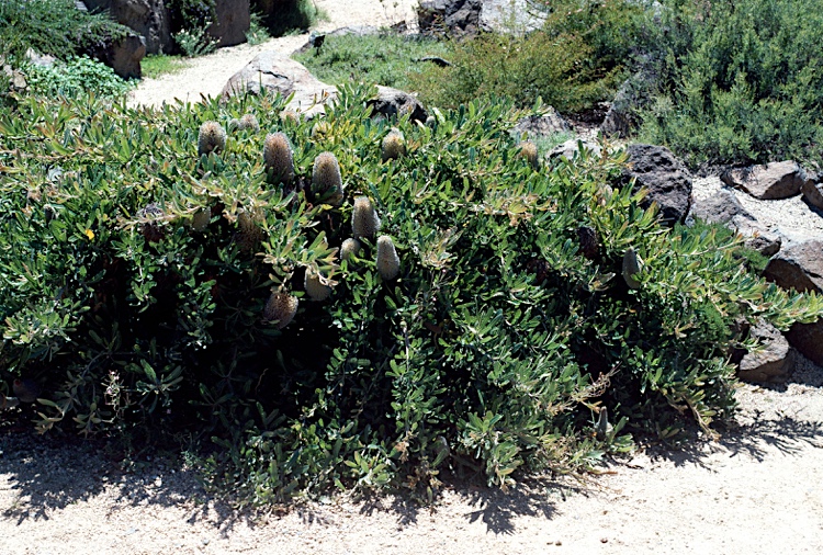 Banksia serrata Pygmy Possum: full plant
