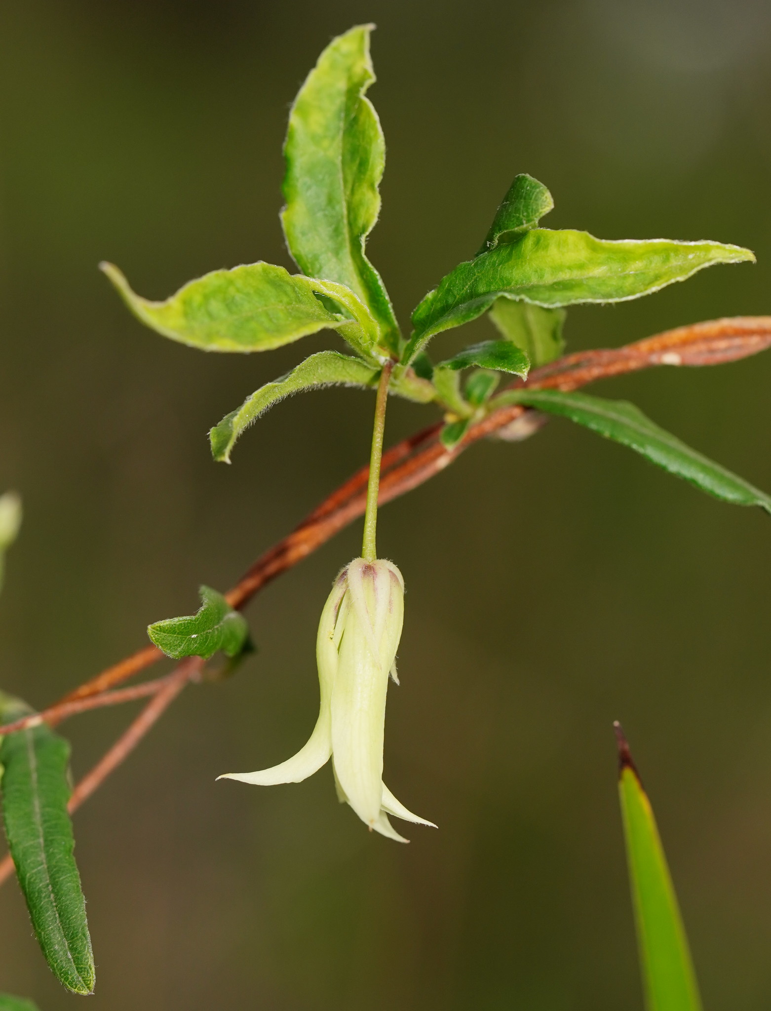Billardiera scandens: leaves and flower