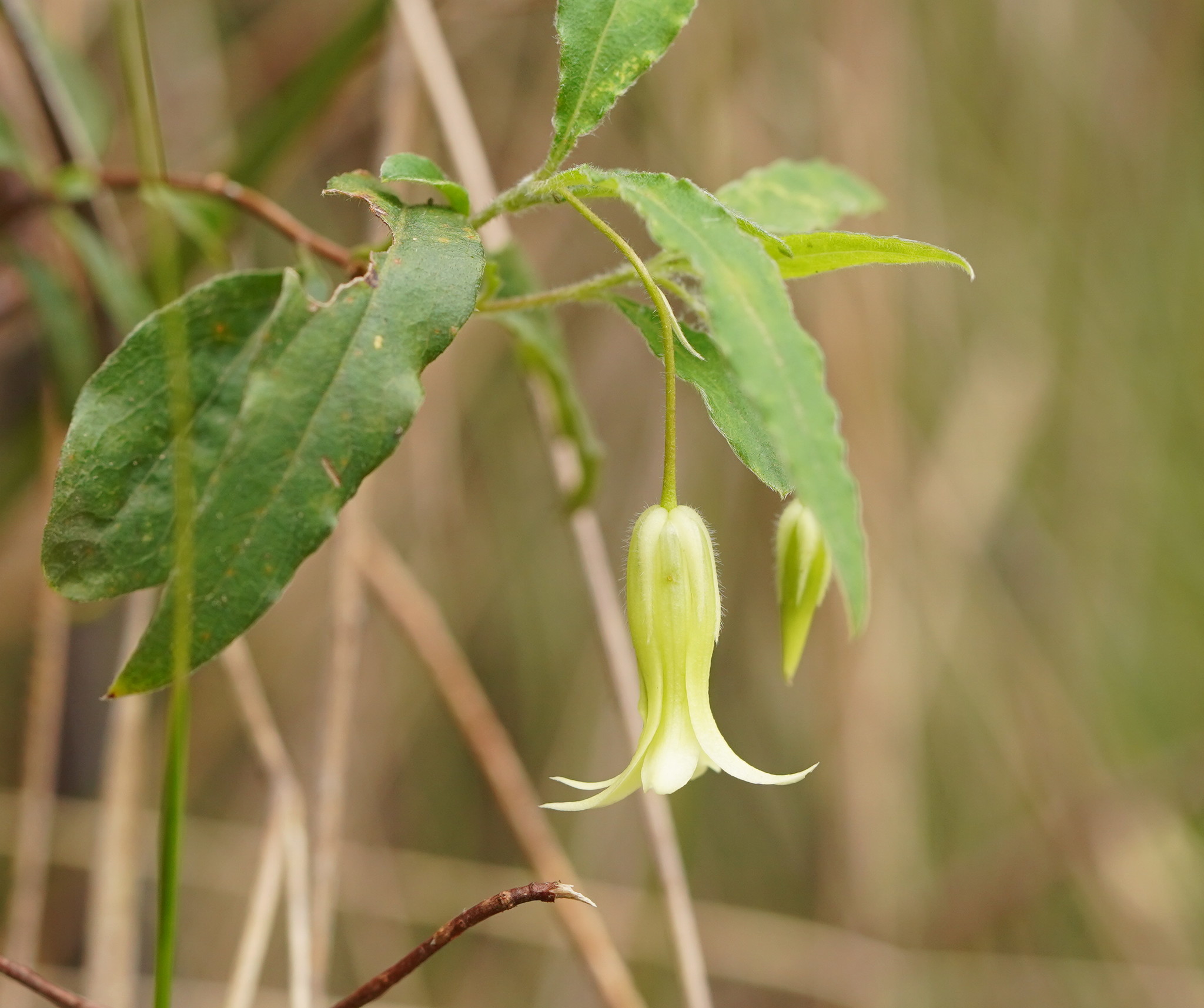 Billardiera scandens: flower