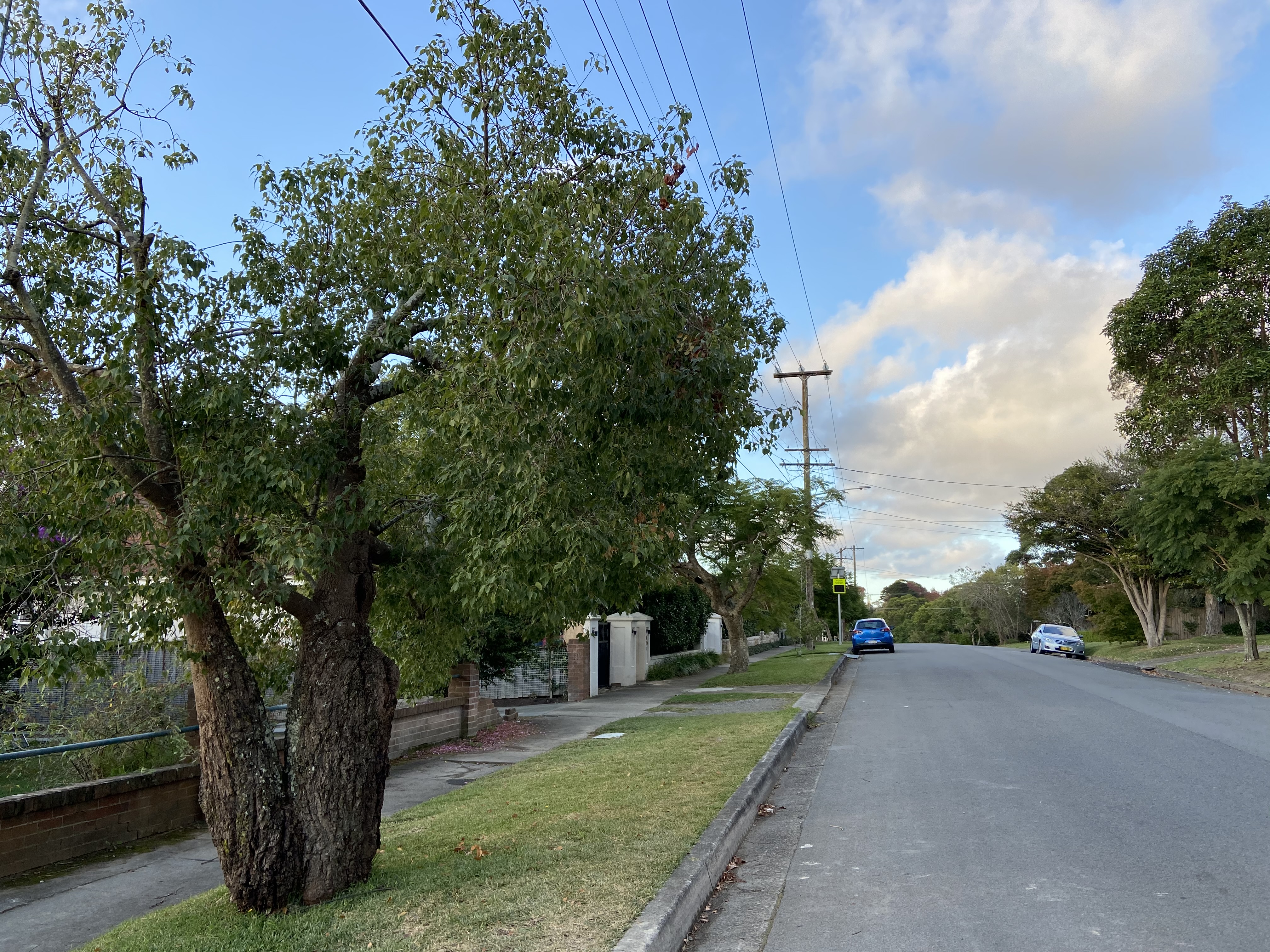 Brachychiton populneus: whole plant in street