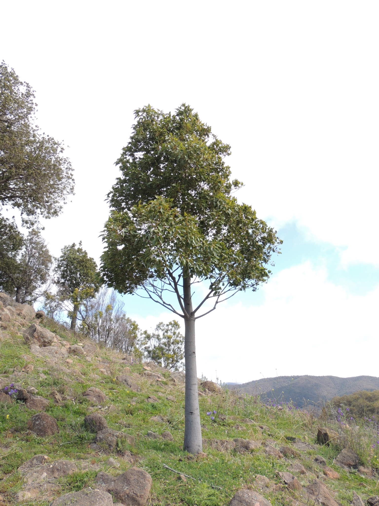 Brachychiton populneus: whole tree on hill side