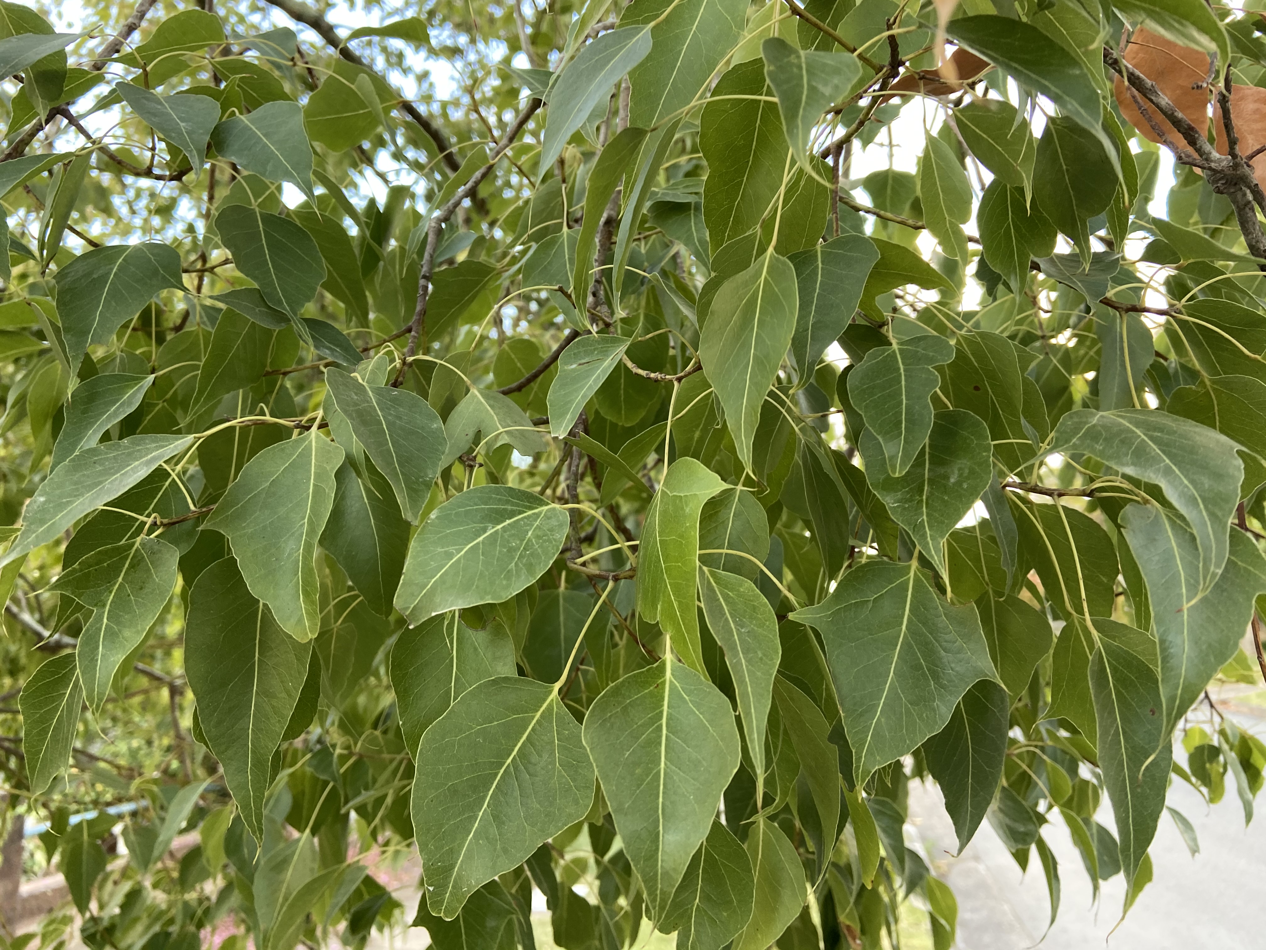 Brachychiton populneus: leaves