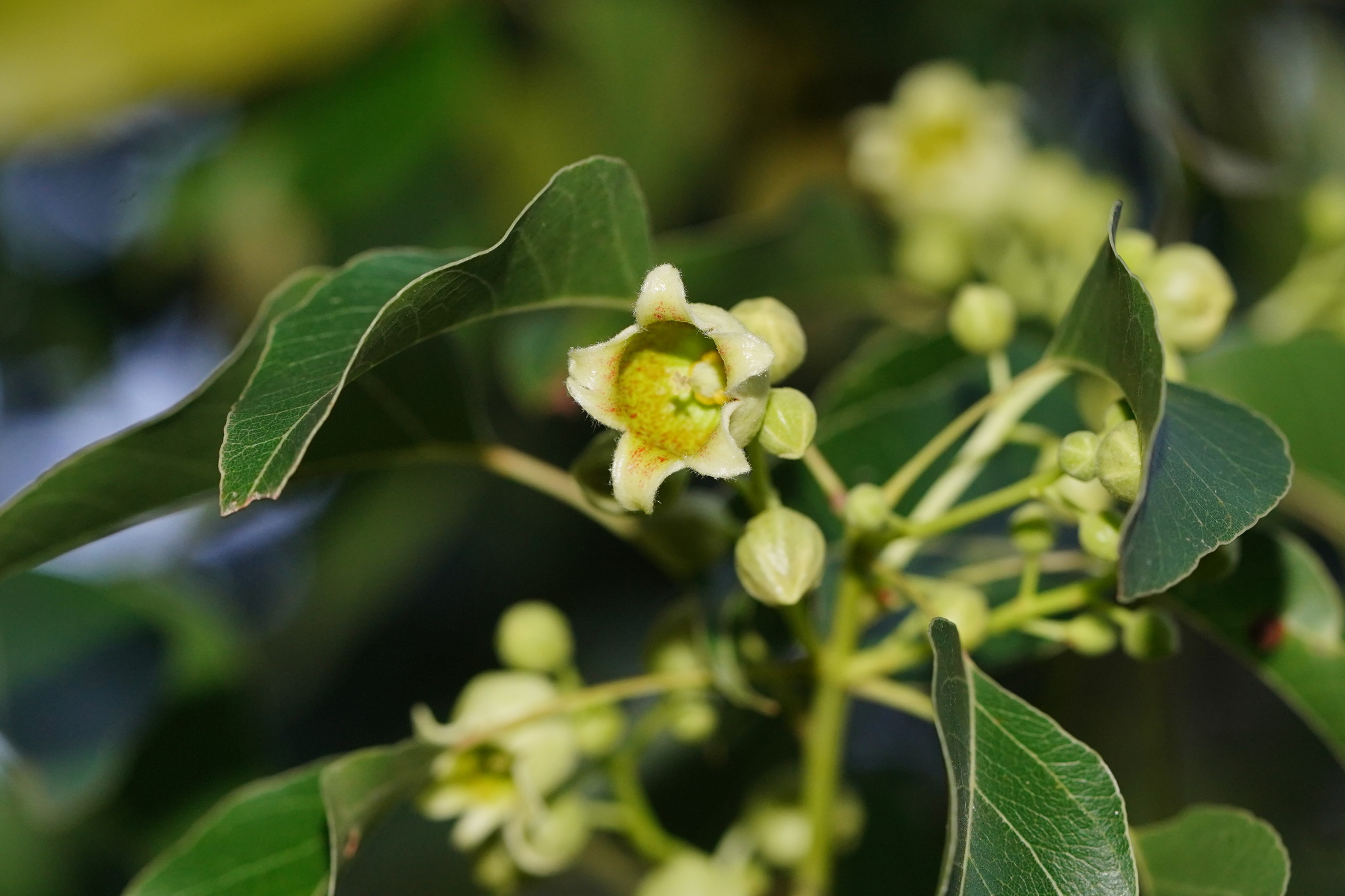Brachychiton populneus: flowers