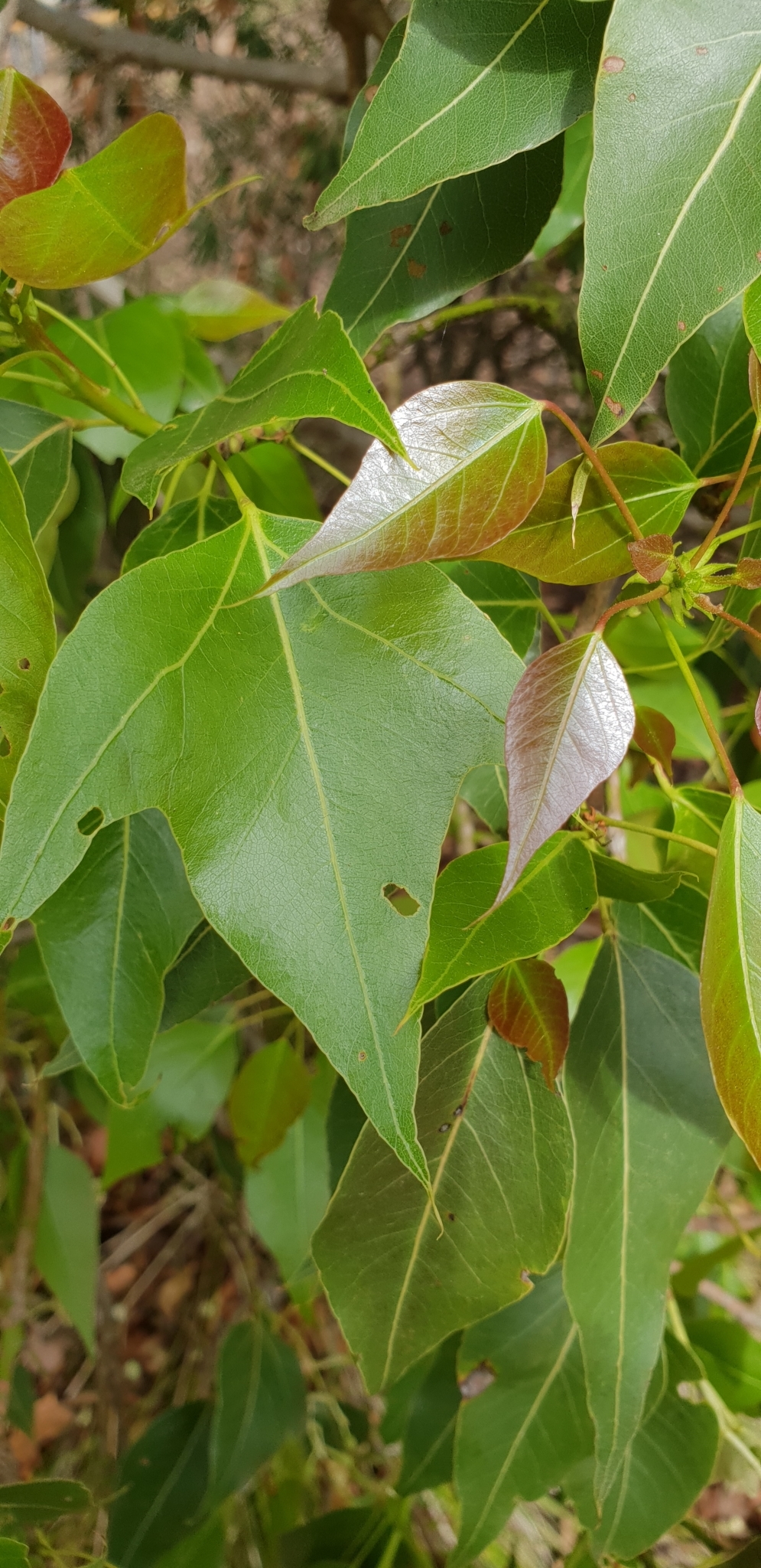 Brachychiton populneus: mature and young leaves showing two different morphologies