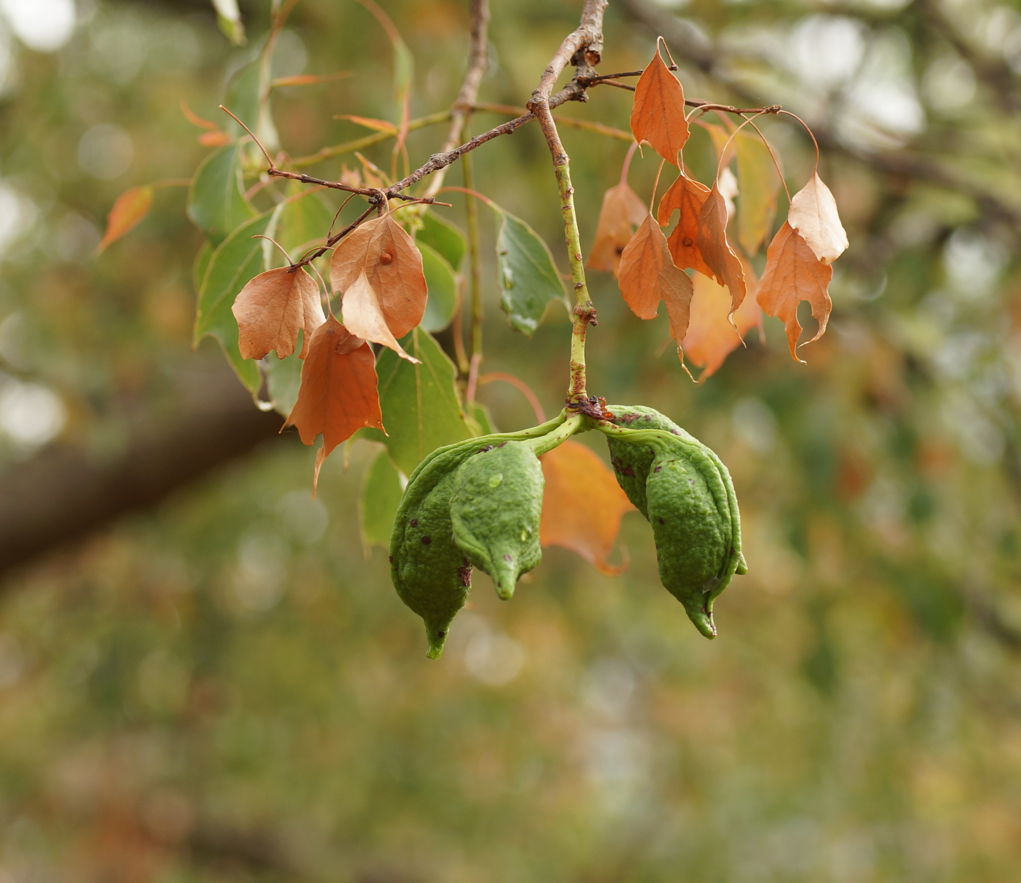 Brachychiton populneus: fruit seed pods