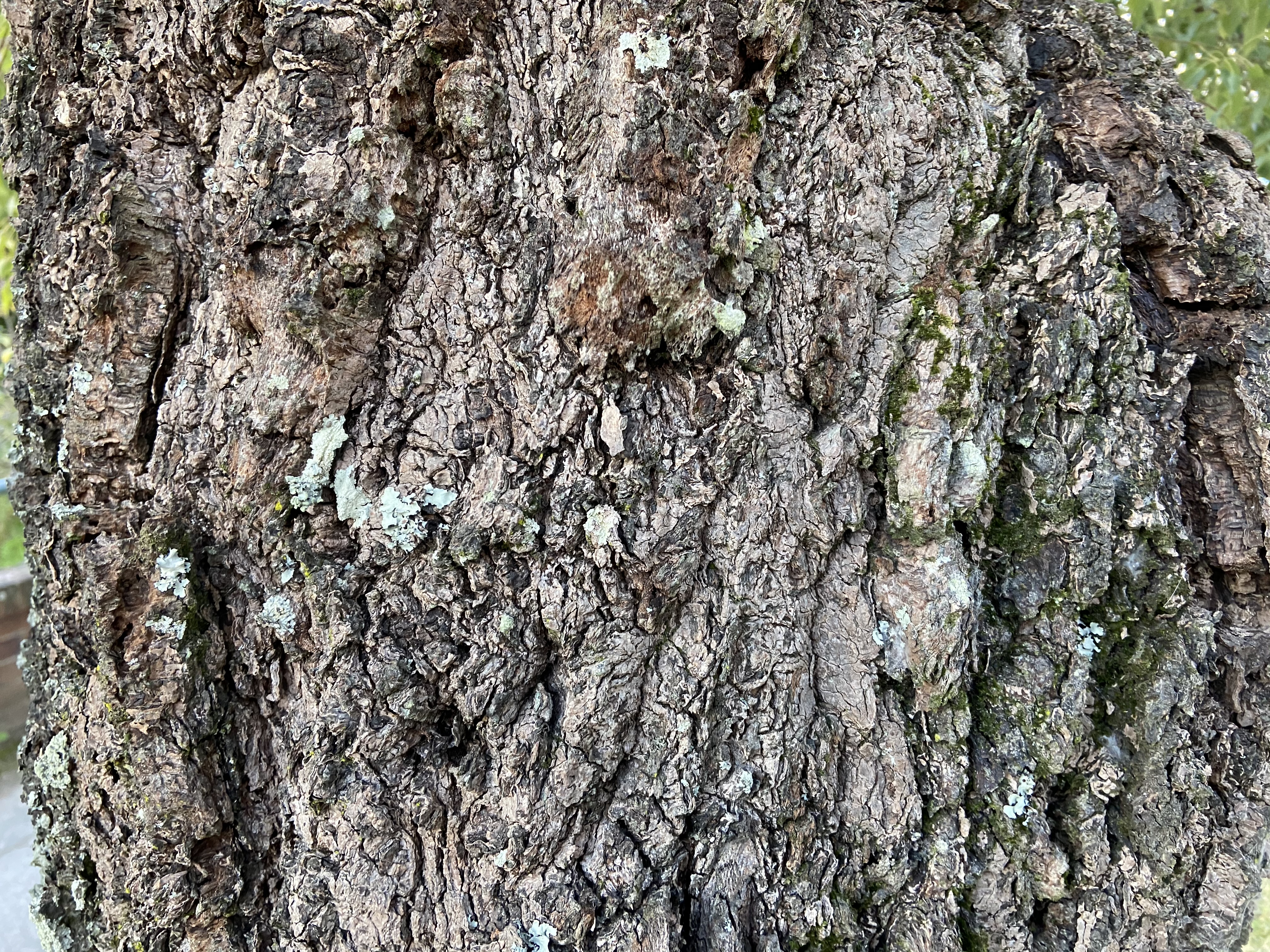 Brachychiton populneus: bark