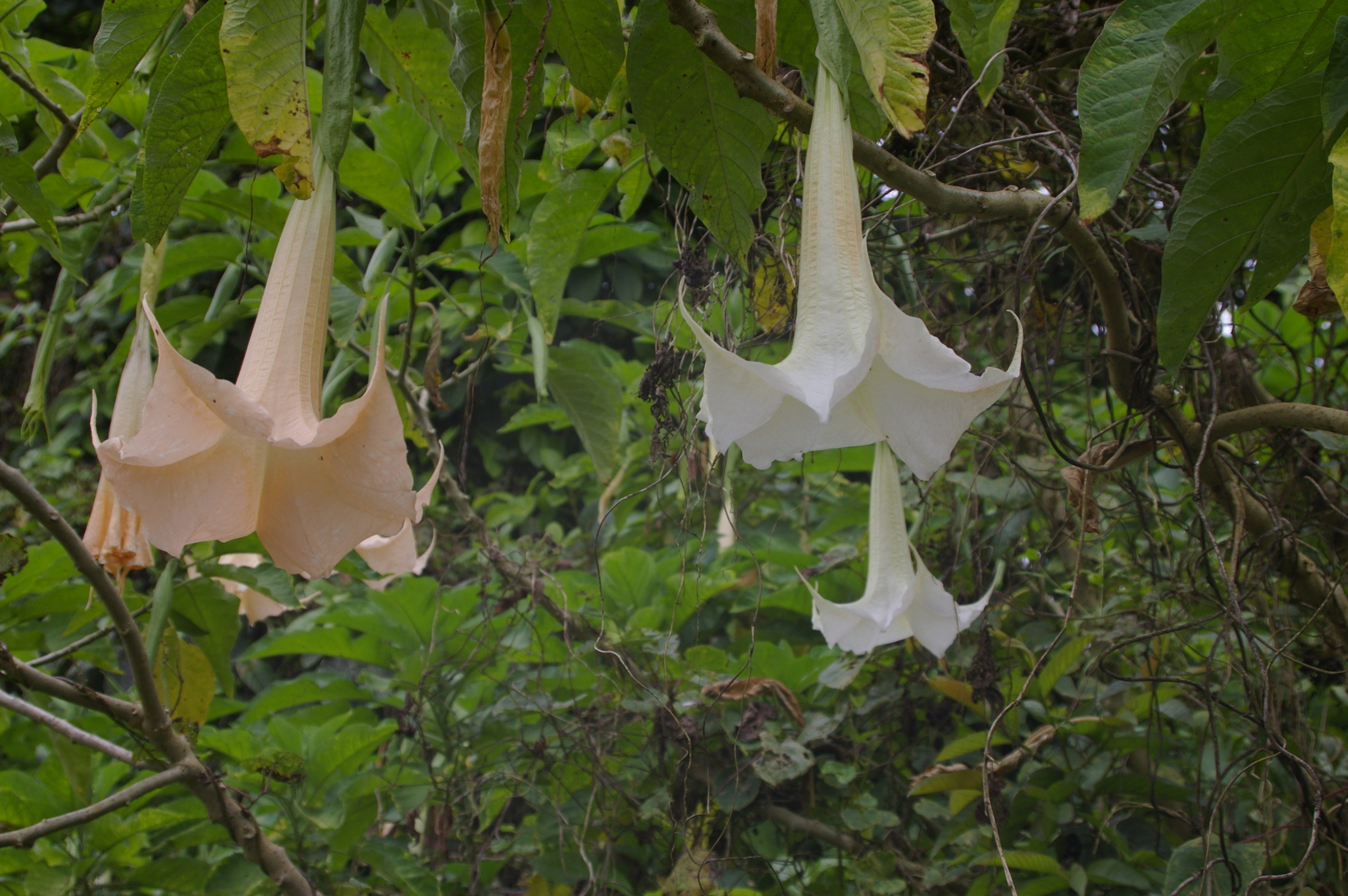 Brugmansia arborea: flowers