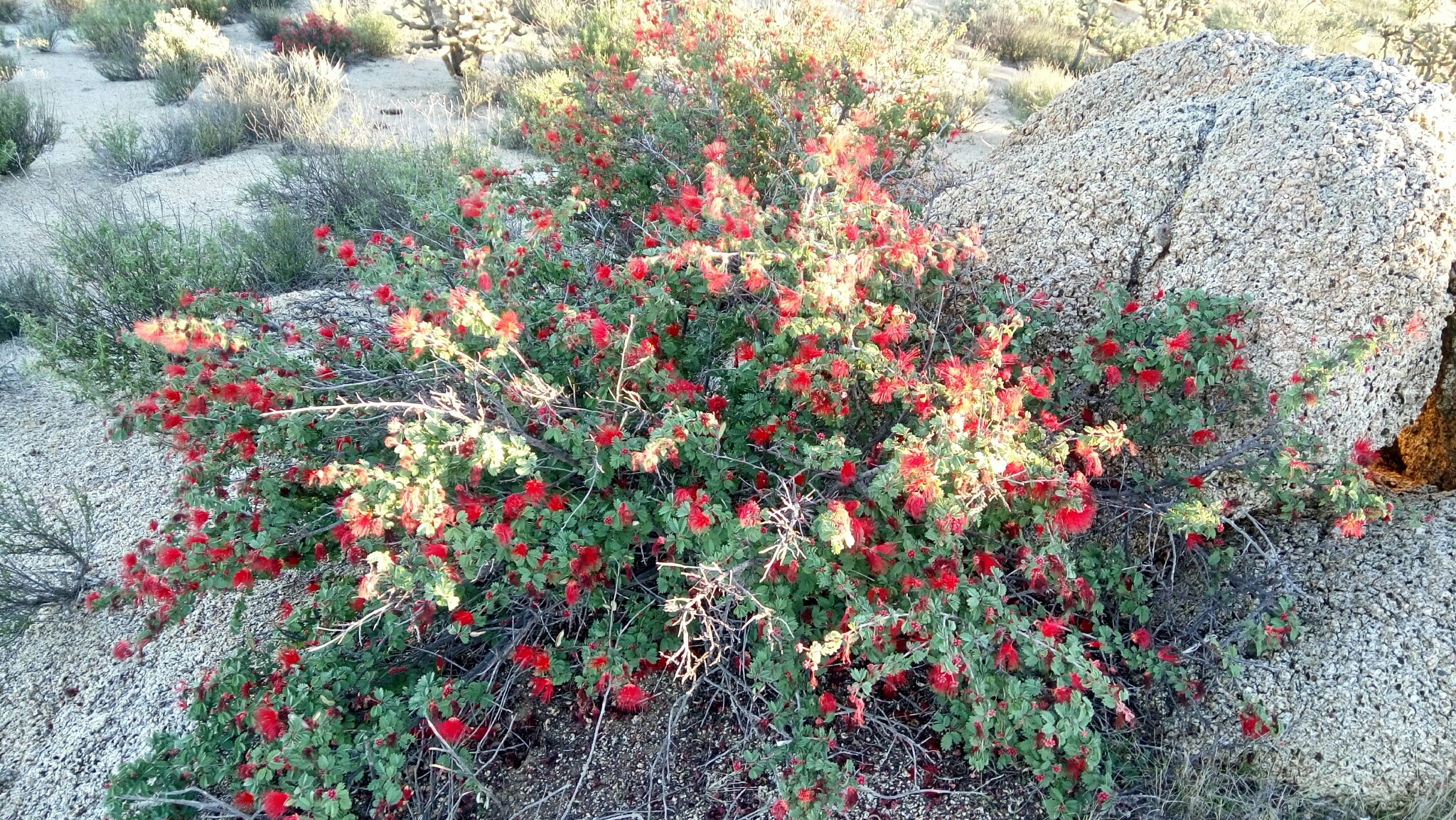 Calliandra californica: whole plant in flower