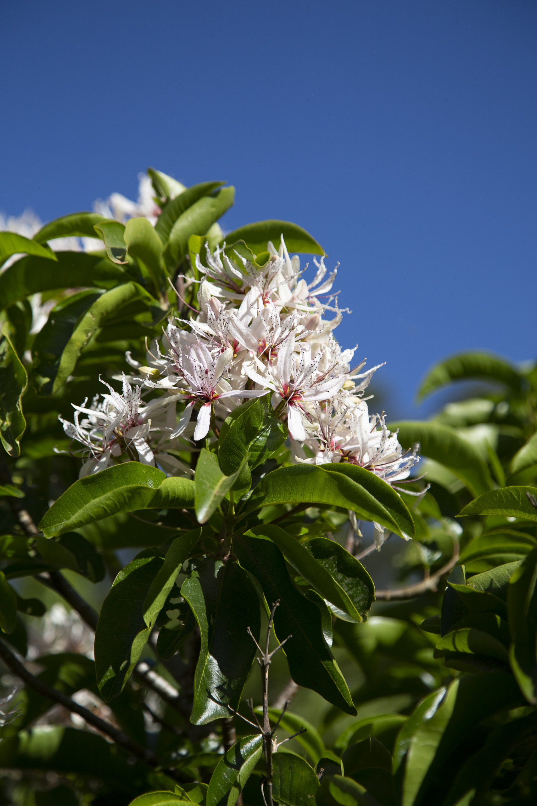 Calodendron capense: semi close up of leaves and flowers