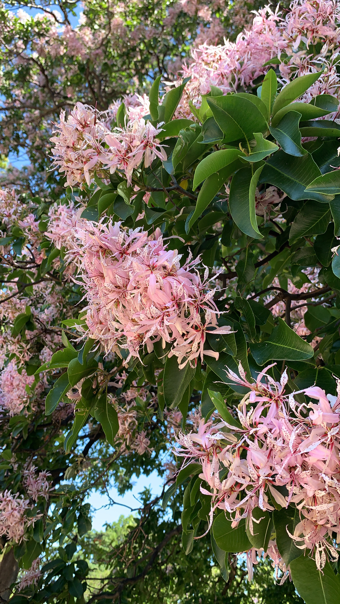 Calodendron capense: semi close up of leaves and flowers