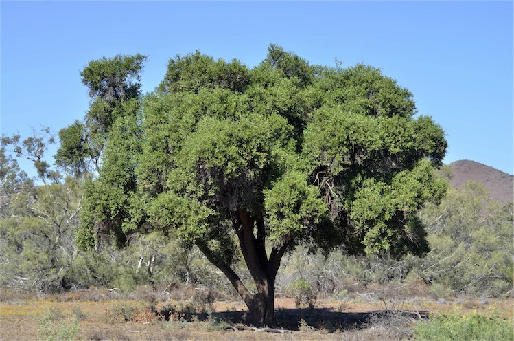 Capparis mitchellii | Which Plant Where