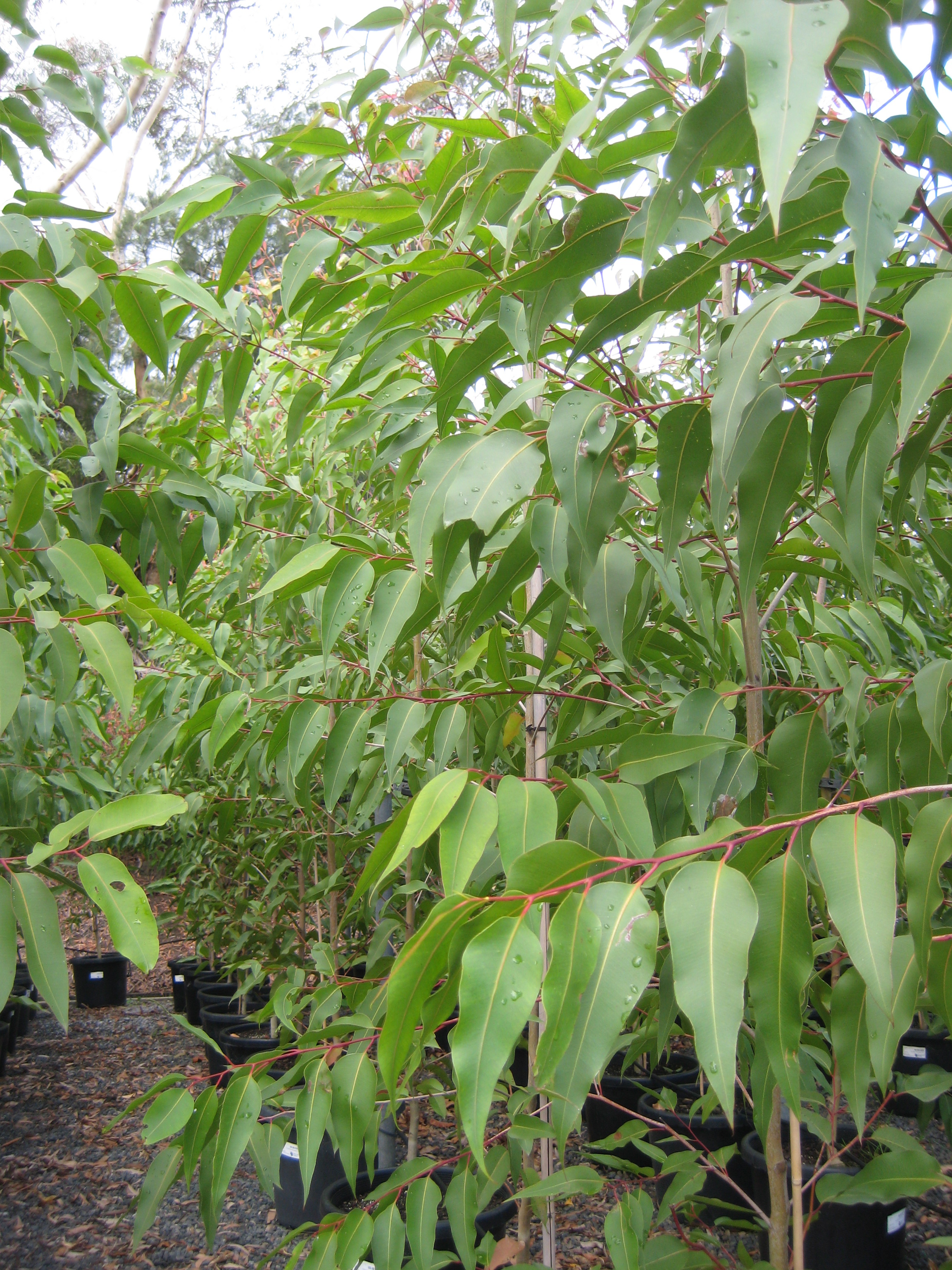 Corymbia maculata: leaves