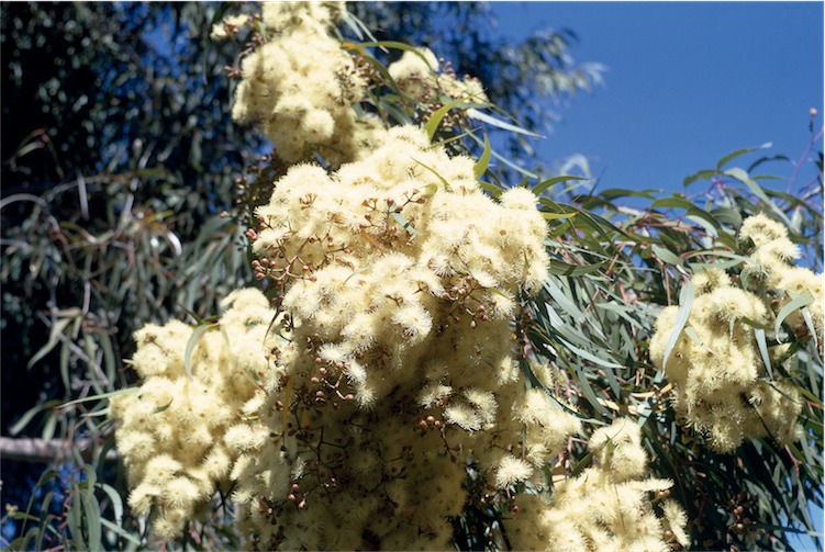 Corymbia maculata: flowers