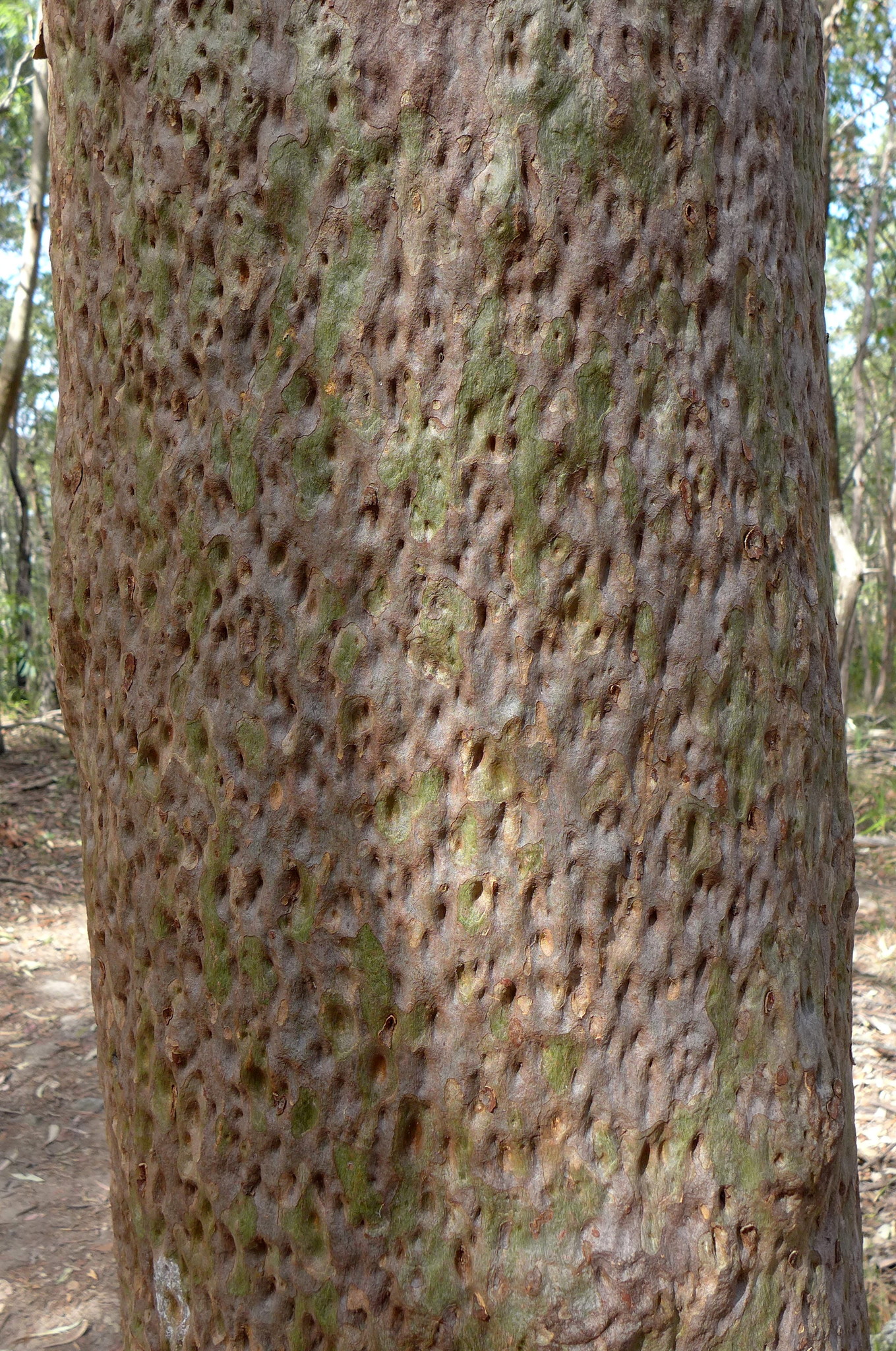 Corymbia maculata: bark