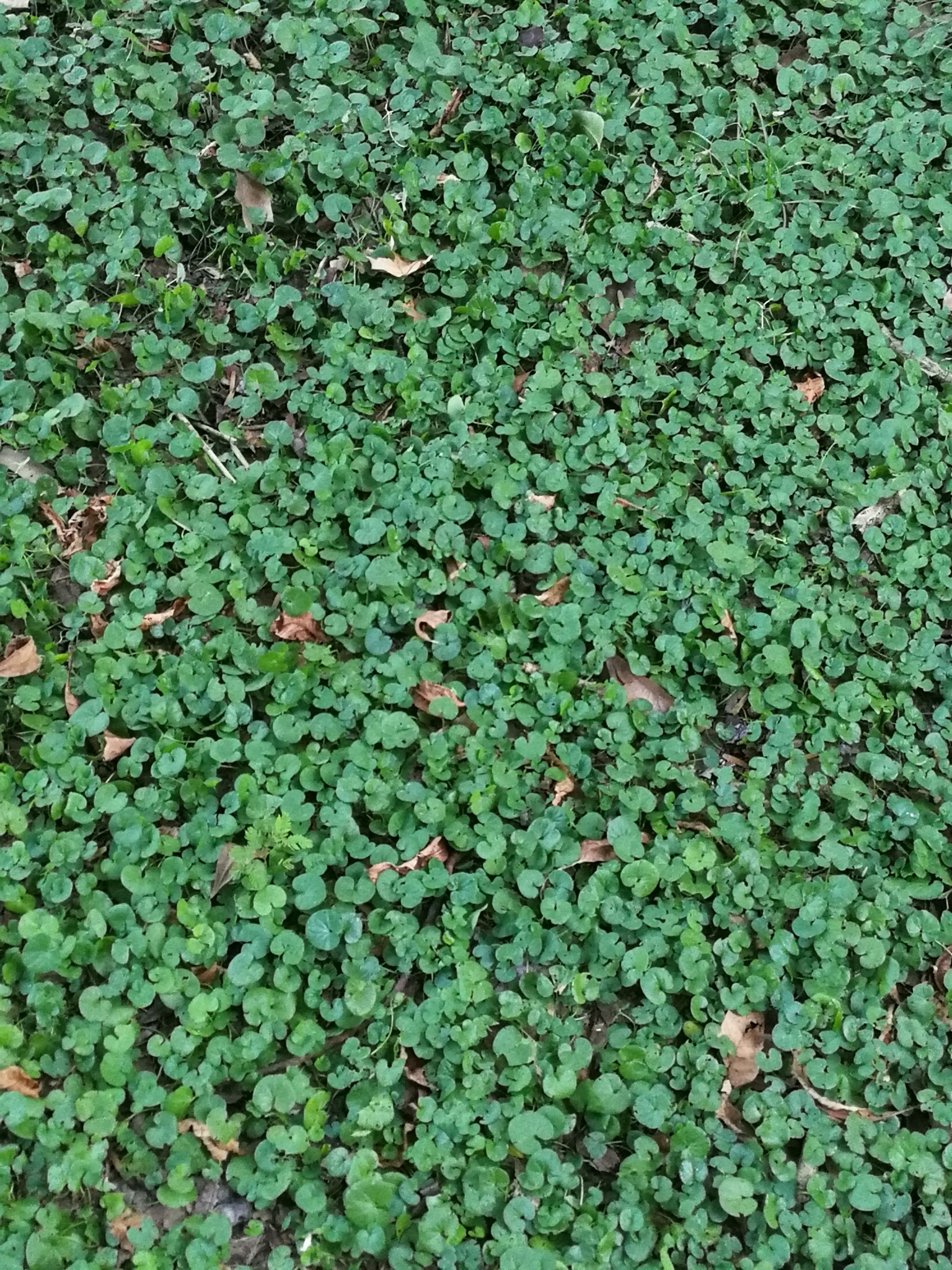 Dichondra repens: whole plants