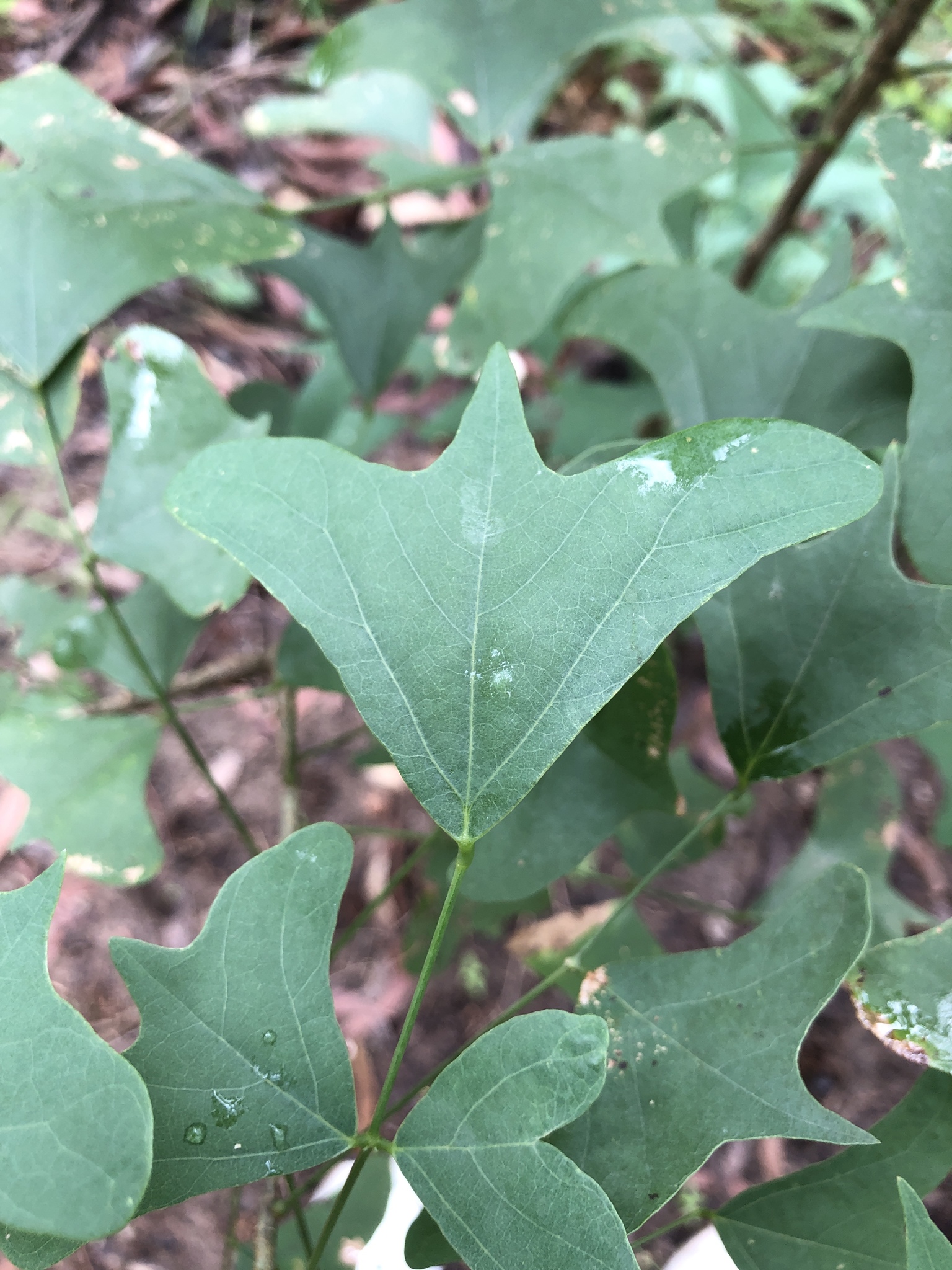 Erythrina vespertilio: closeup leaves