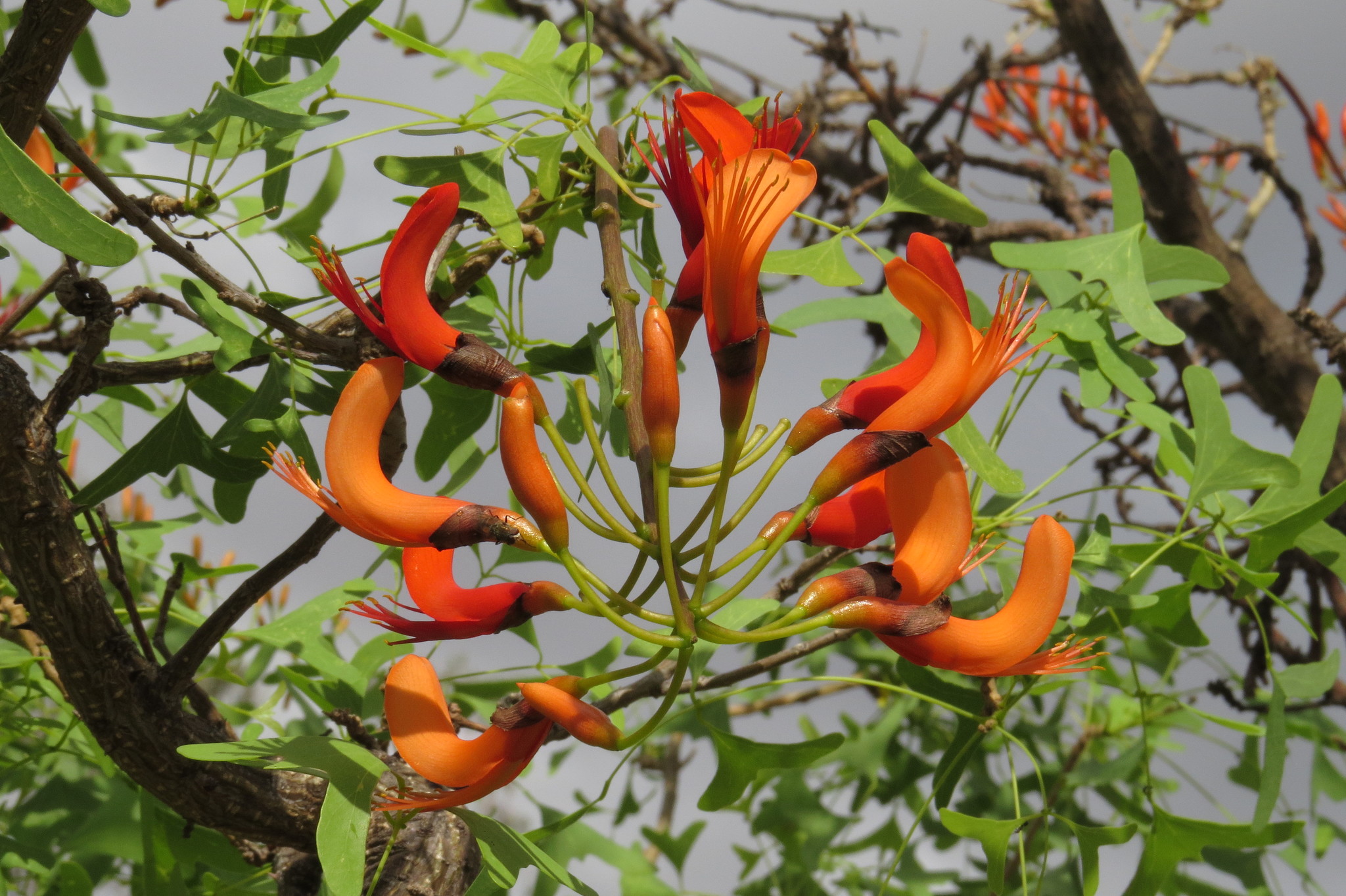 Erythrina vespertilio: closeup flowers