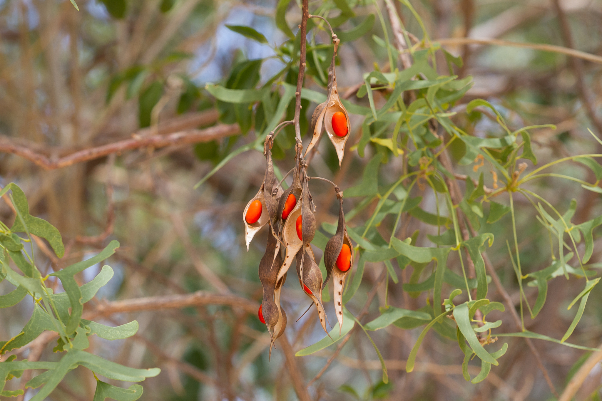 Erythrina vespertilio: closeup fruit