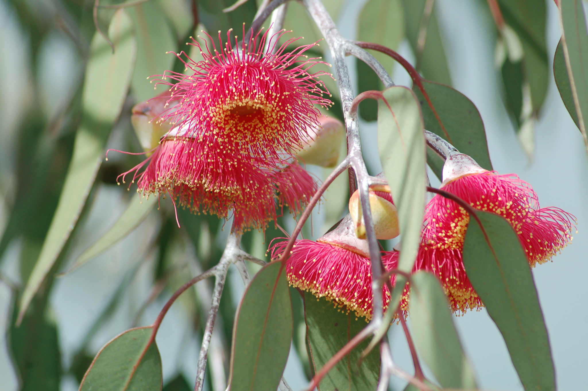 Eucalyptus caesia | Which Plant Where