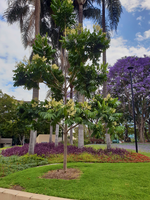 Flindersia schottiana: tree