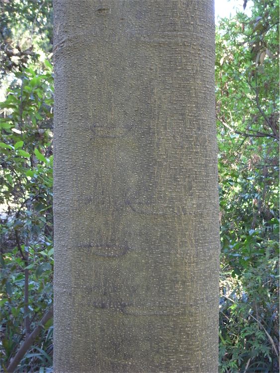Flindersia schottiana: bark
