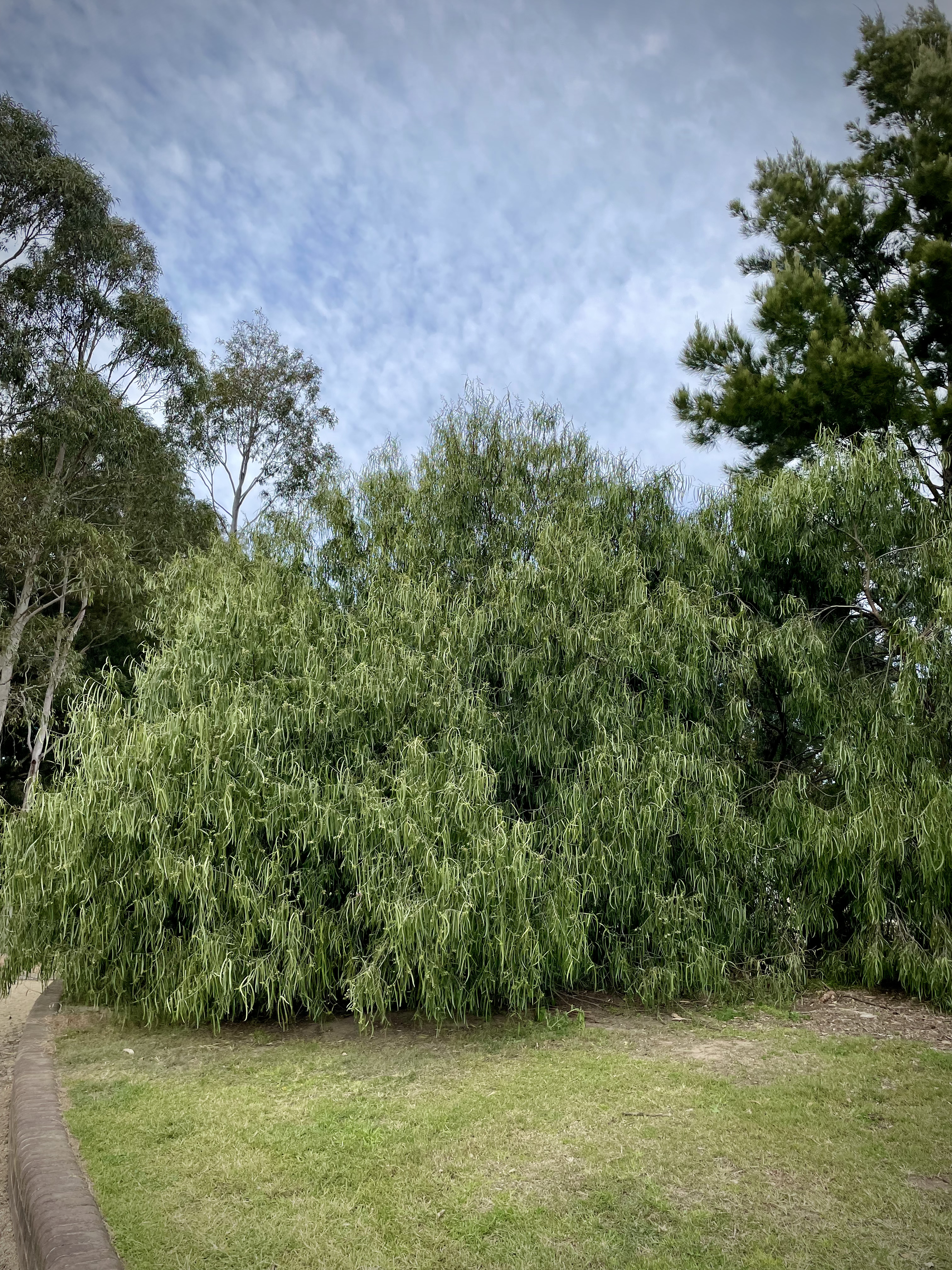 Geijera parviflora: whole tree