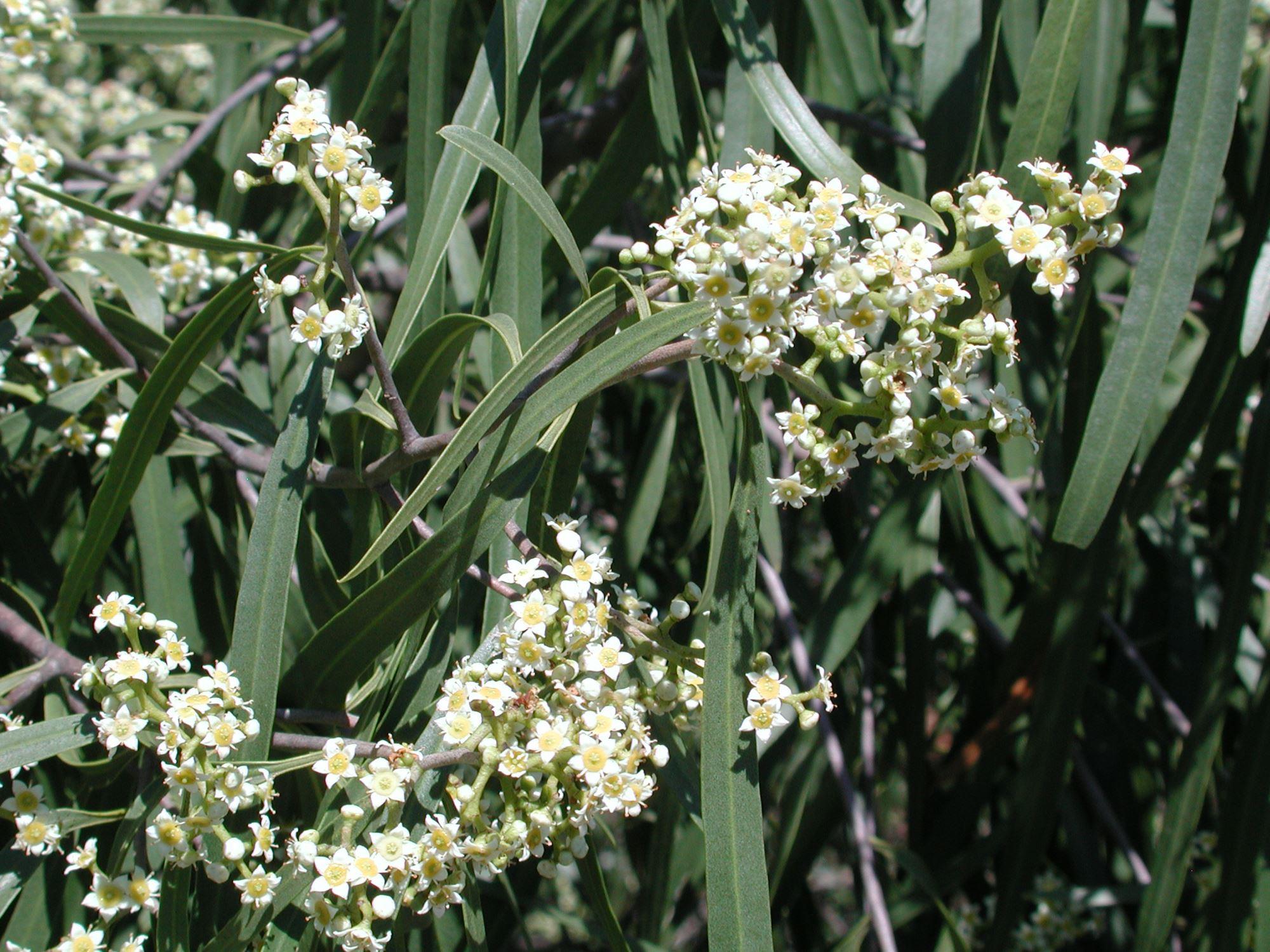 Geijera parviflora: flowers
