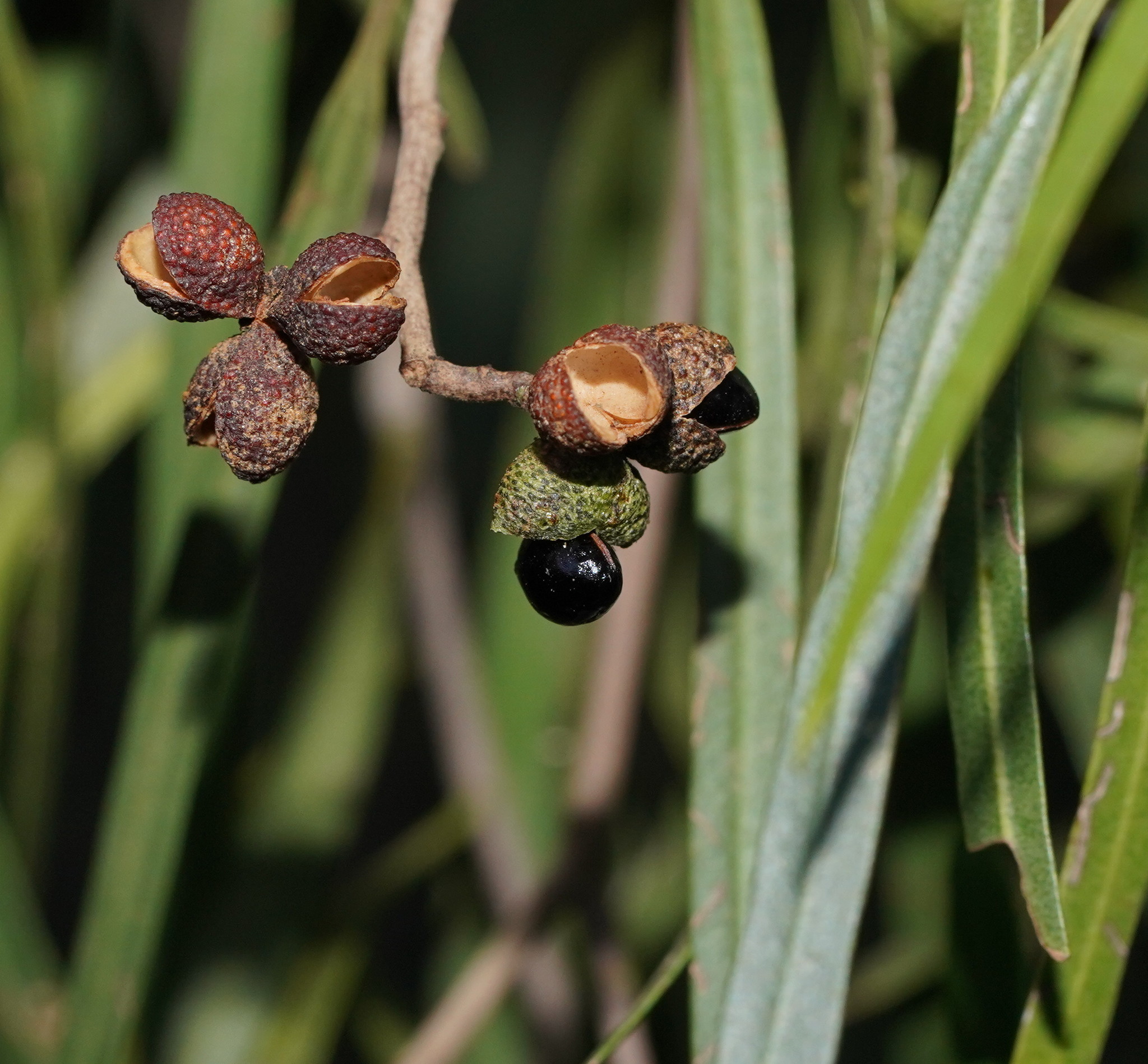 Geijera parviflora: close up of seedpods