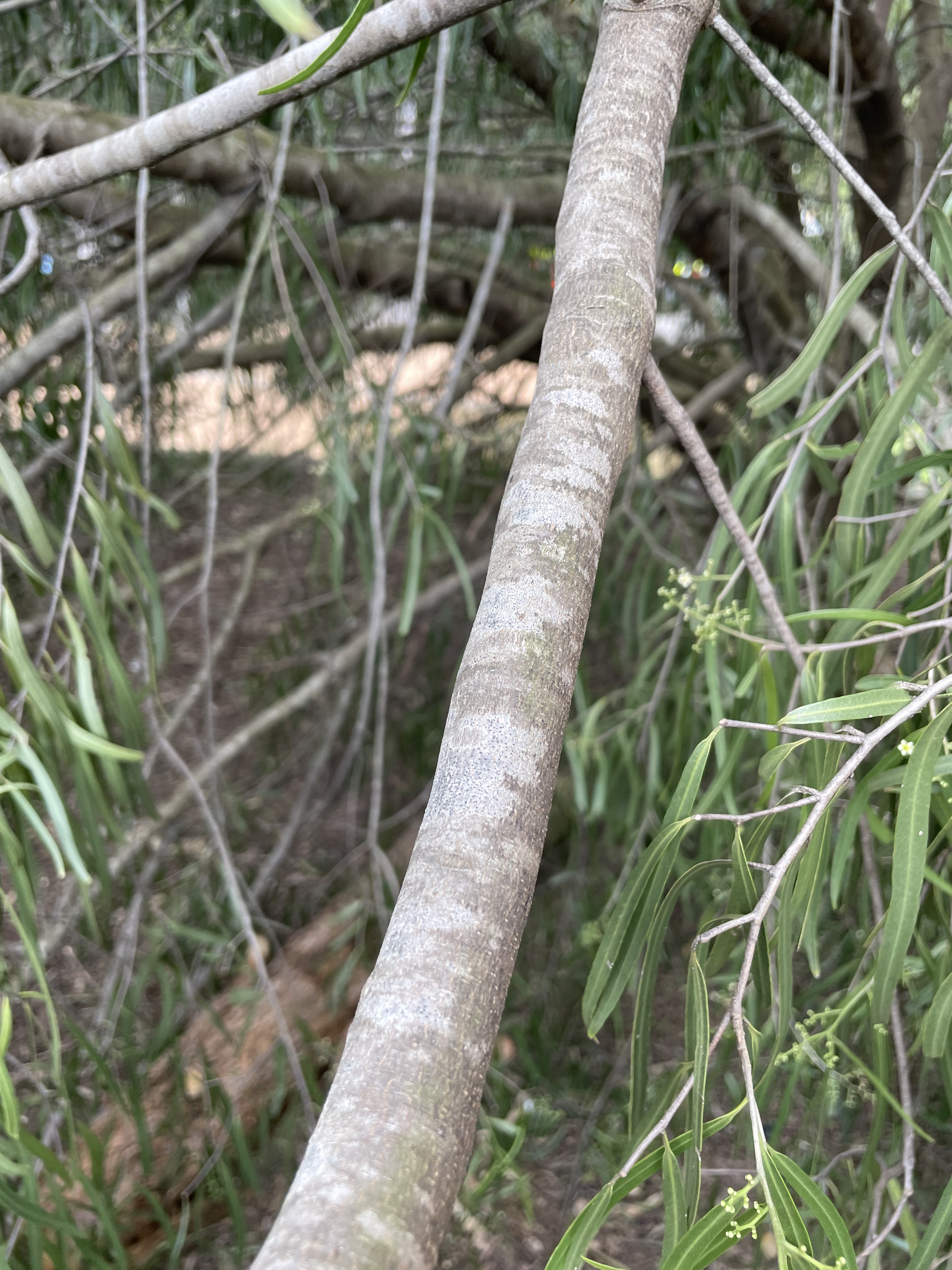 Geijera parviflora: bark