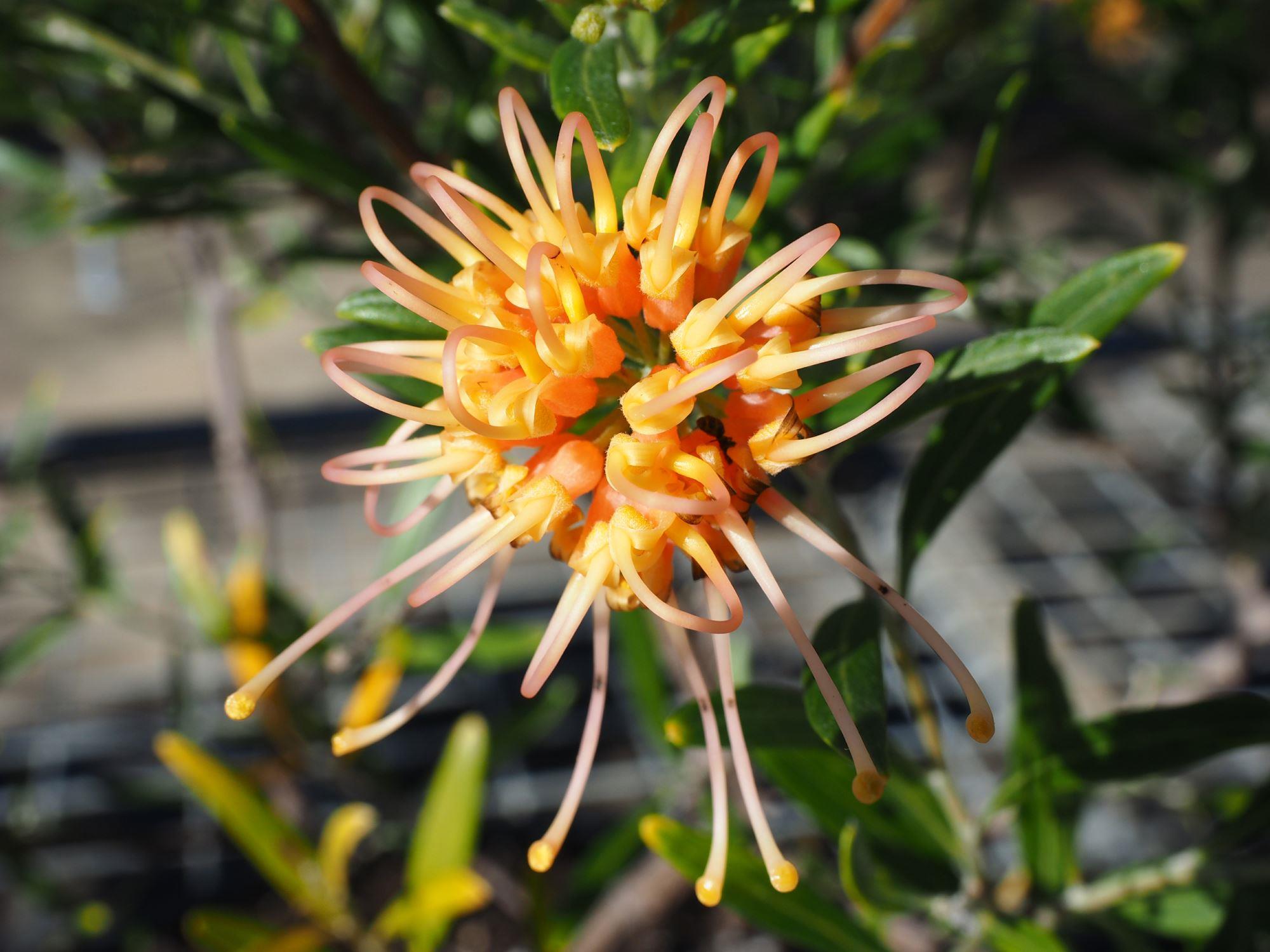 Grevillea olivacea: close up top view yellow flowers