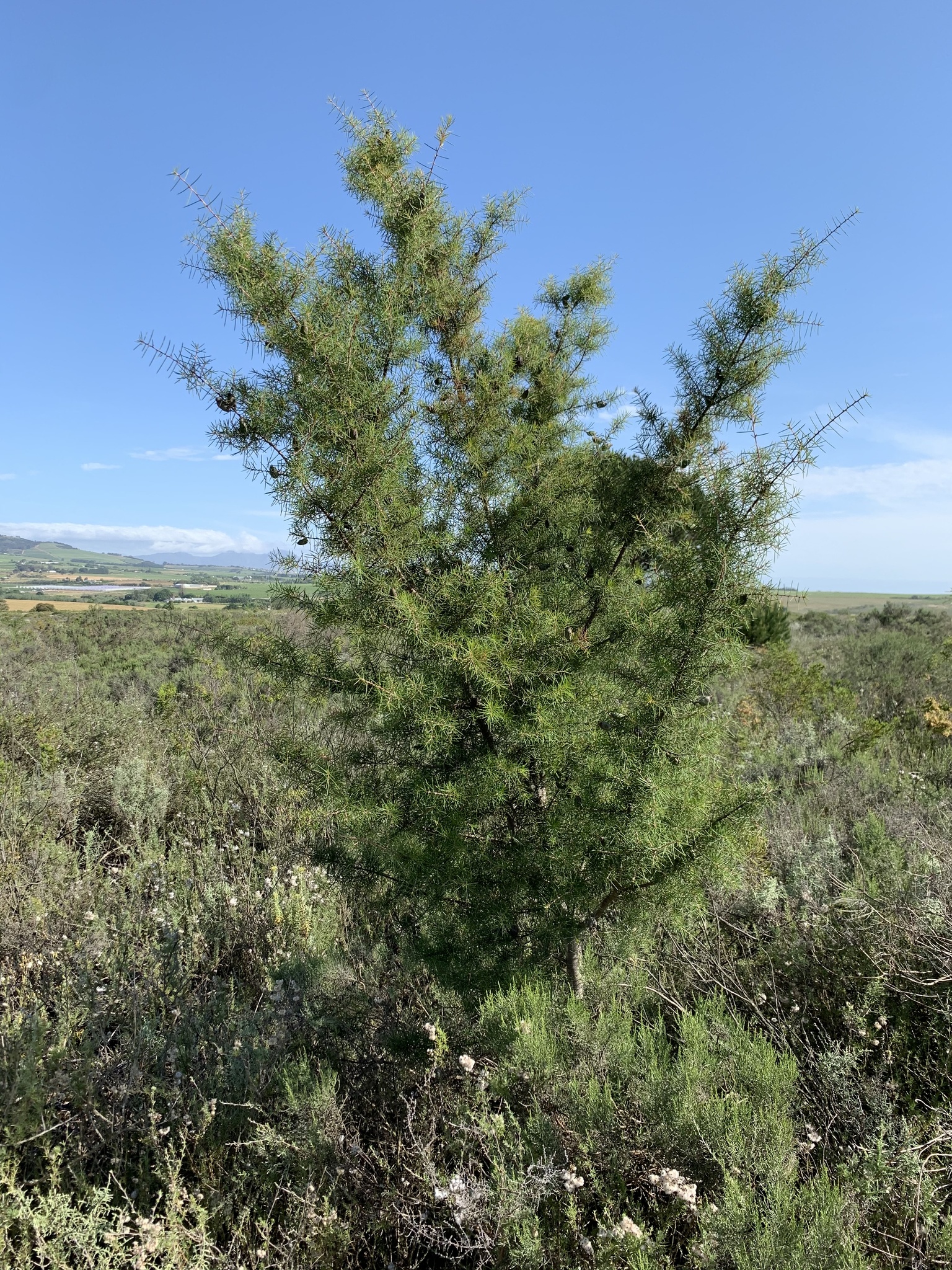 Hakea sericea: whole plant