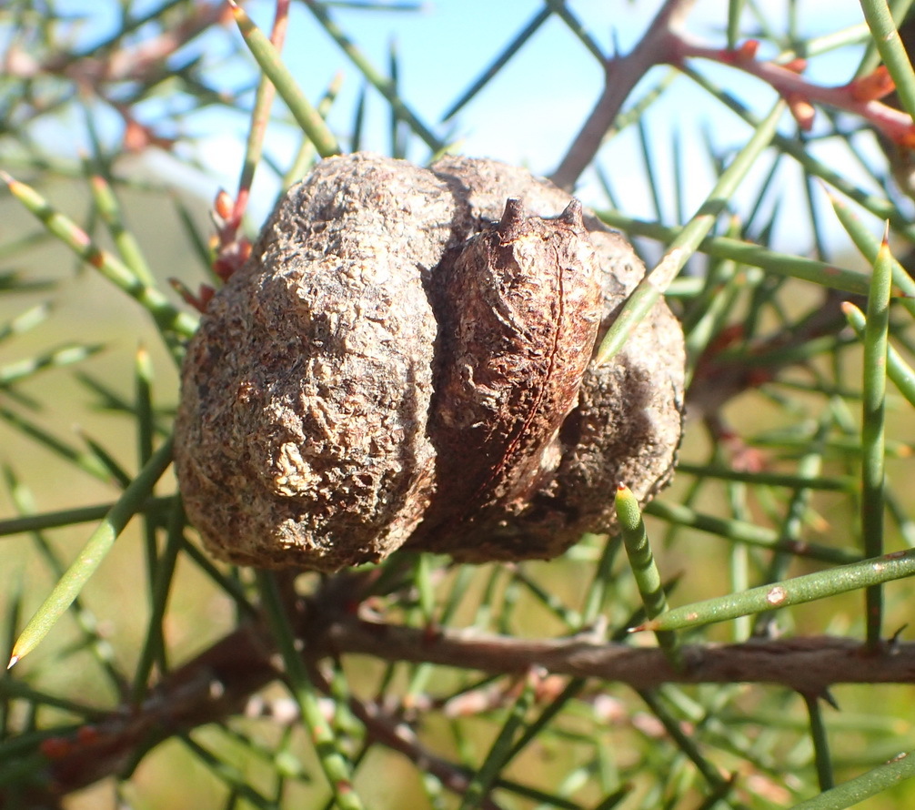 Hakea sericea: seed pod closeup